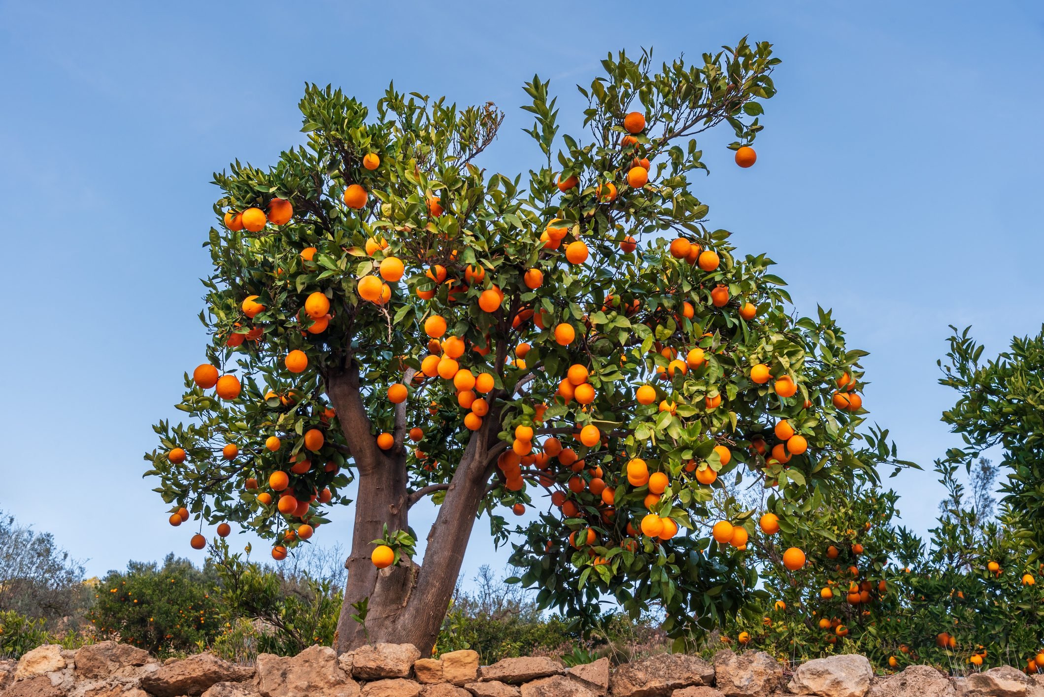 Orange tree full of ripe oranges ready for harvesting, close-up.