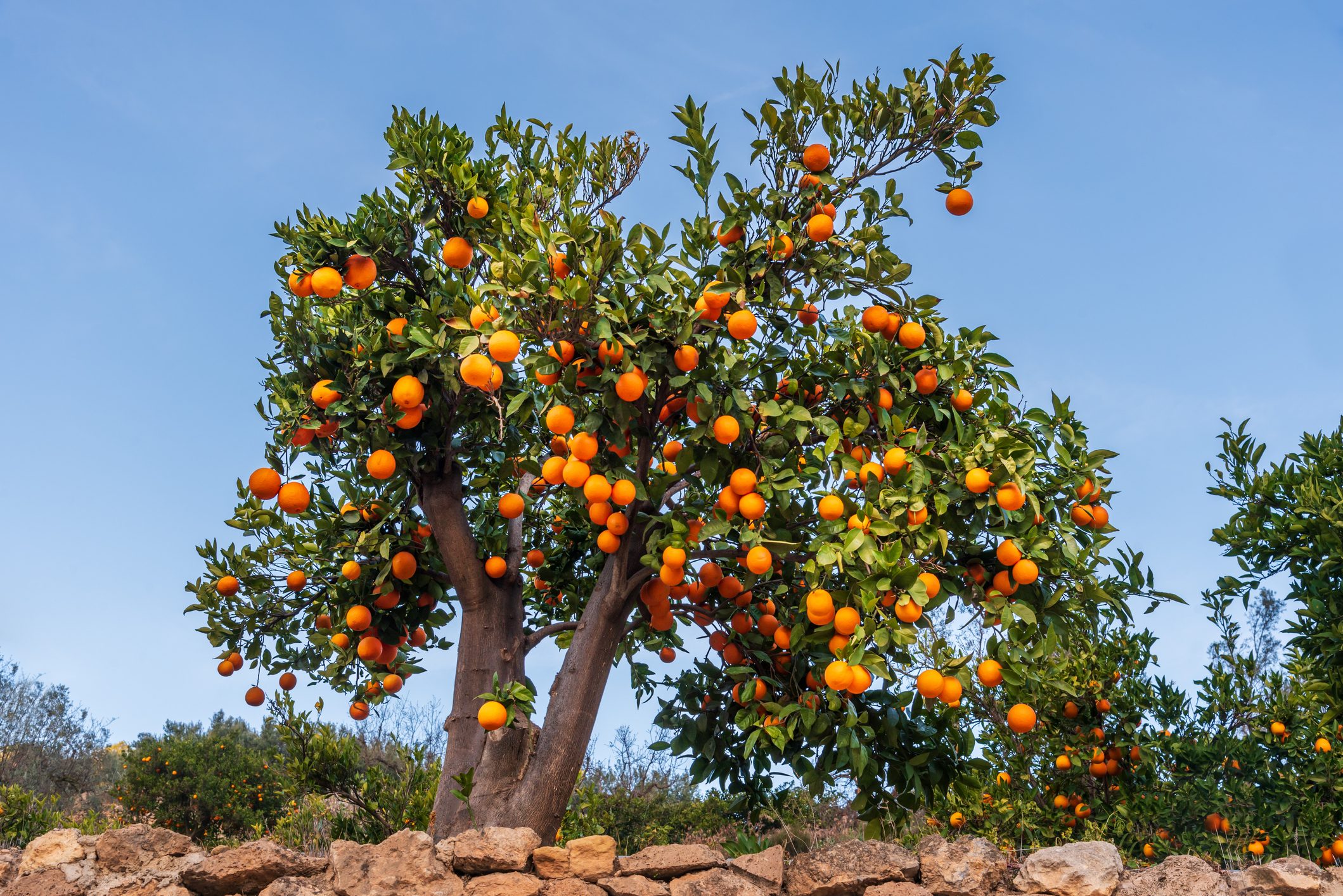 12 Best Types of Fruit Trees To Grow in Your Backyard