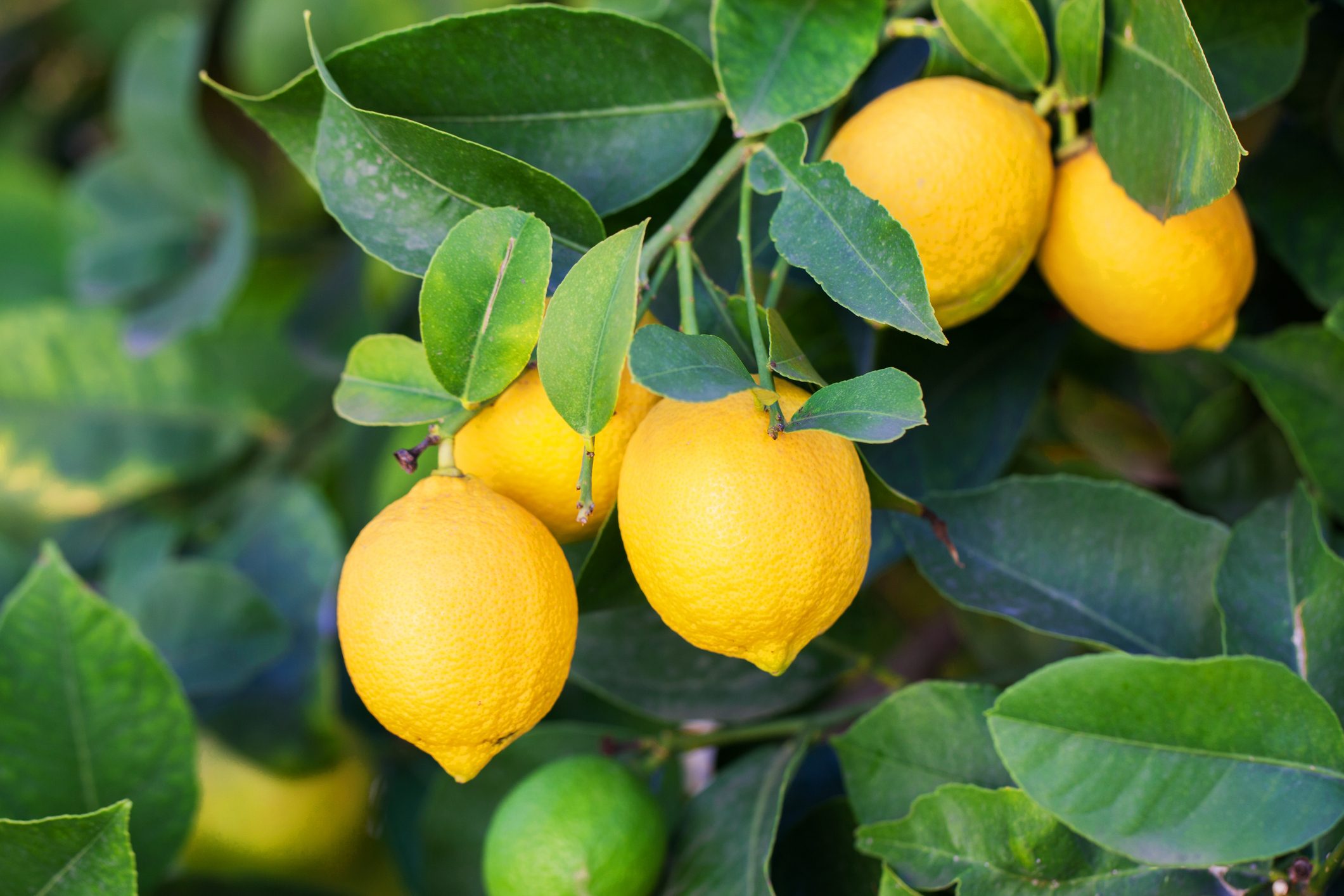 Lemons grow on a branch in a garden close up