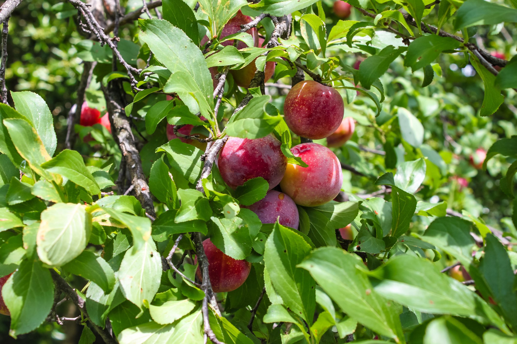 A bunch of ripe plums on a tree with bright green leaves and blurred fruit