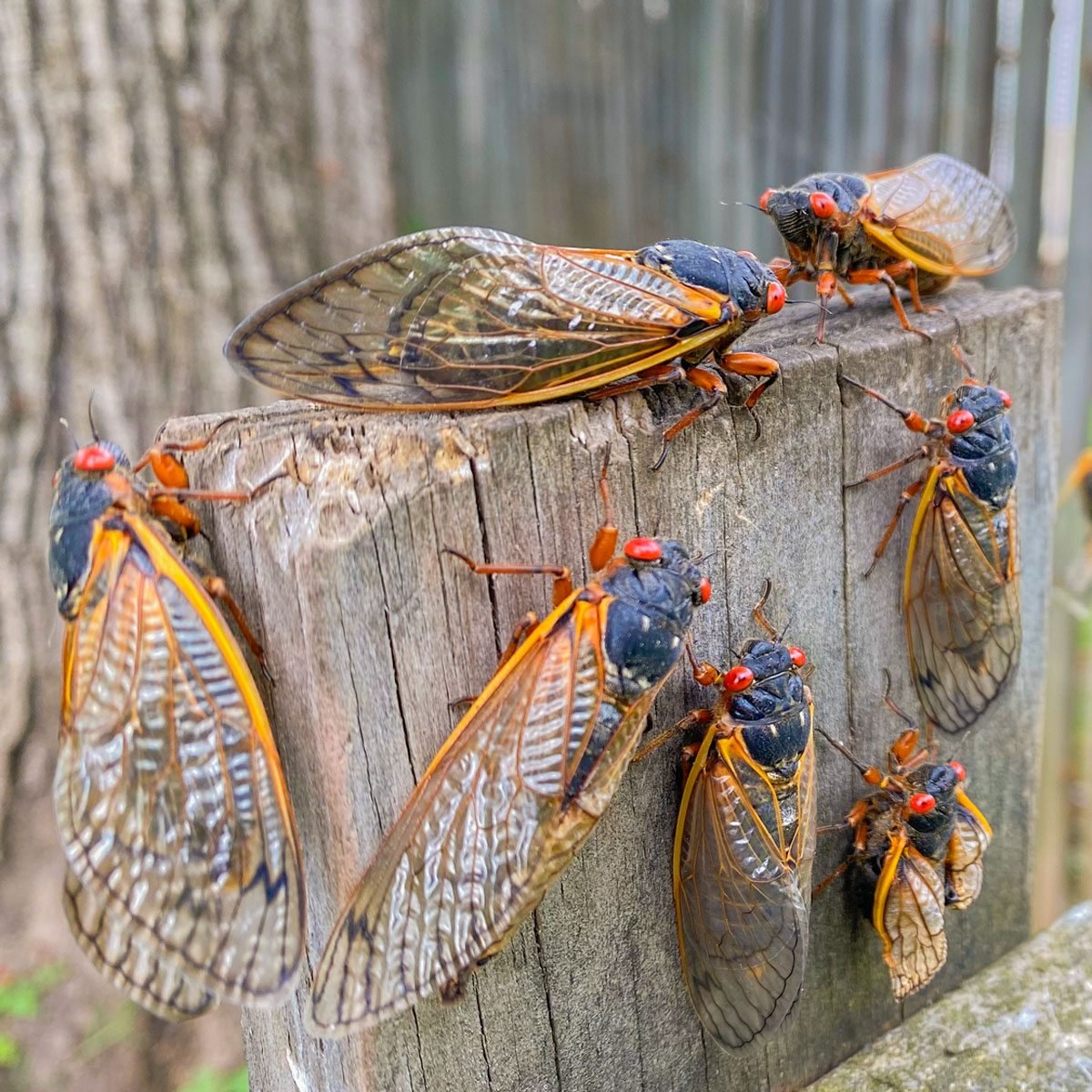 How To Keep Cicadas From Taking Over Your Home
