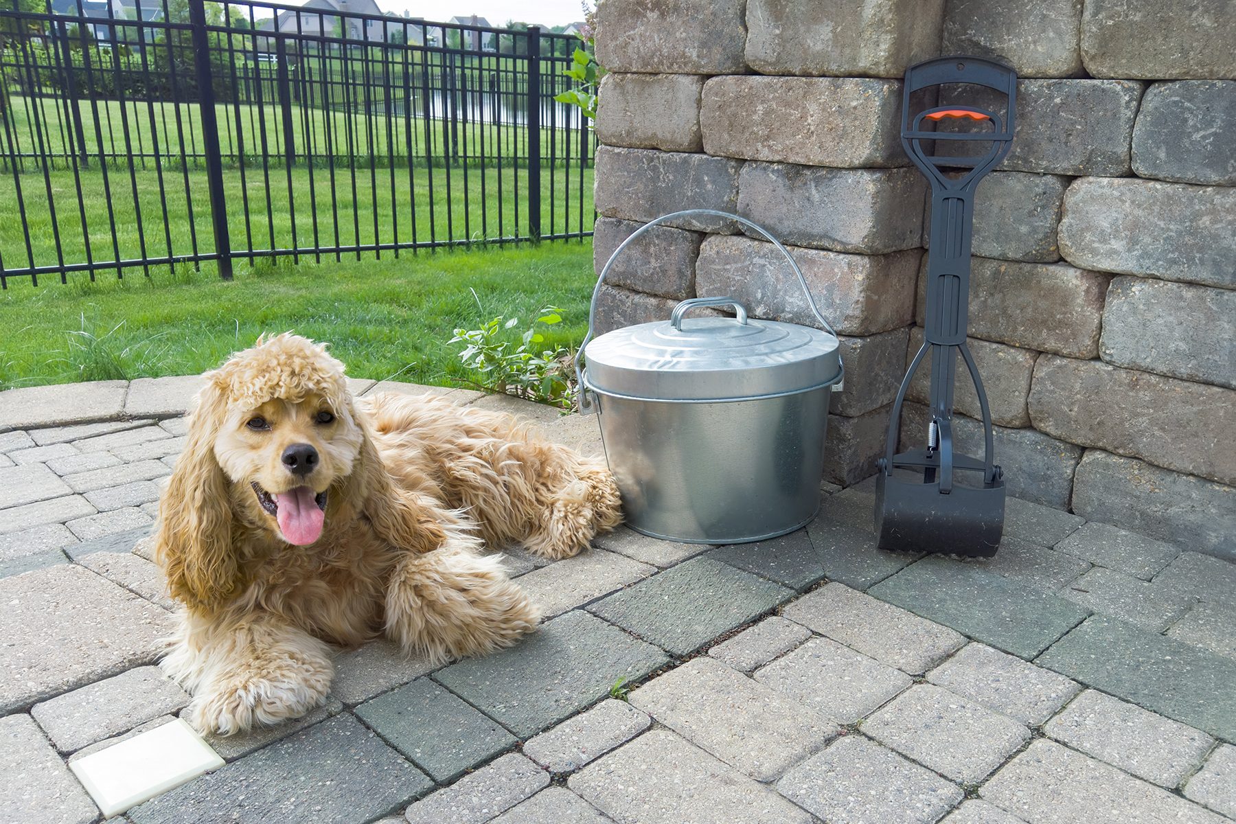Why You Should Pick Up Dog Poop Before Mowing Your Lawn
