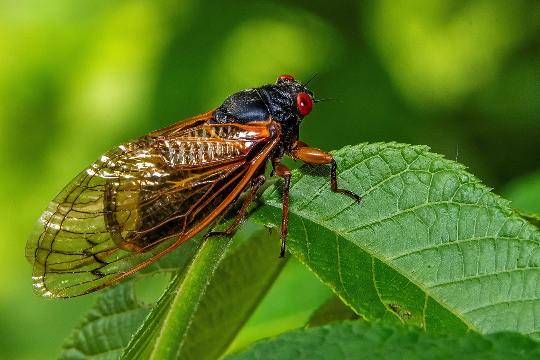 Will the Cicadas Eat Your Plants?