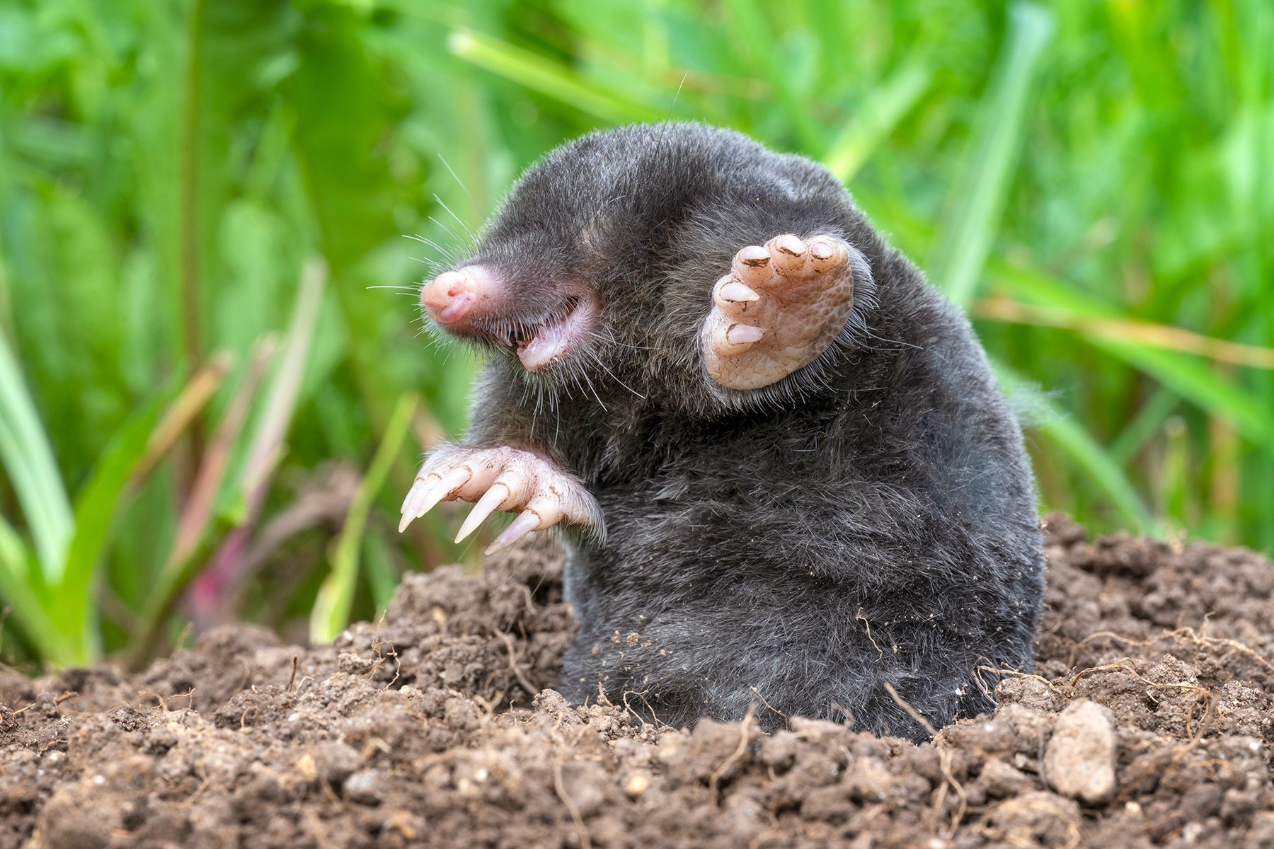 9 Worst Garden Pests And How To Get Rid Of Them Gettyimages 1501185129