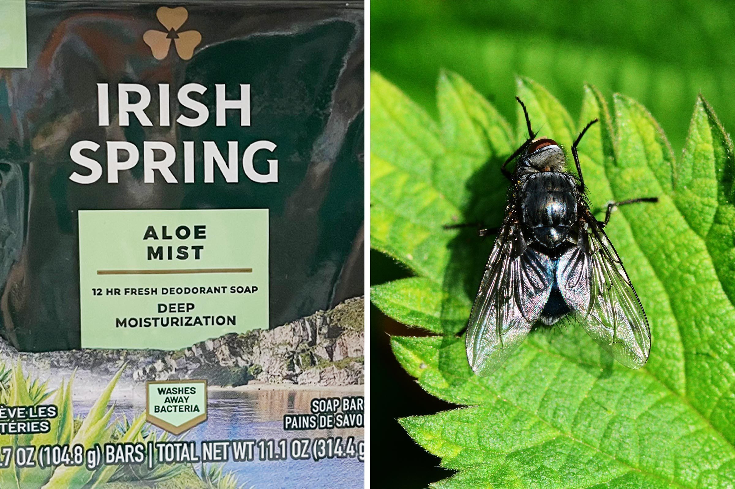 side by side of irish spring soap and a black fly