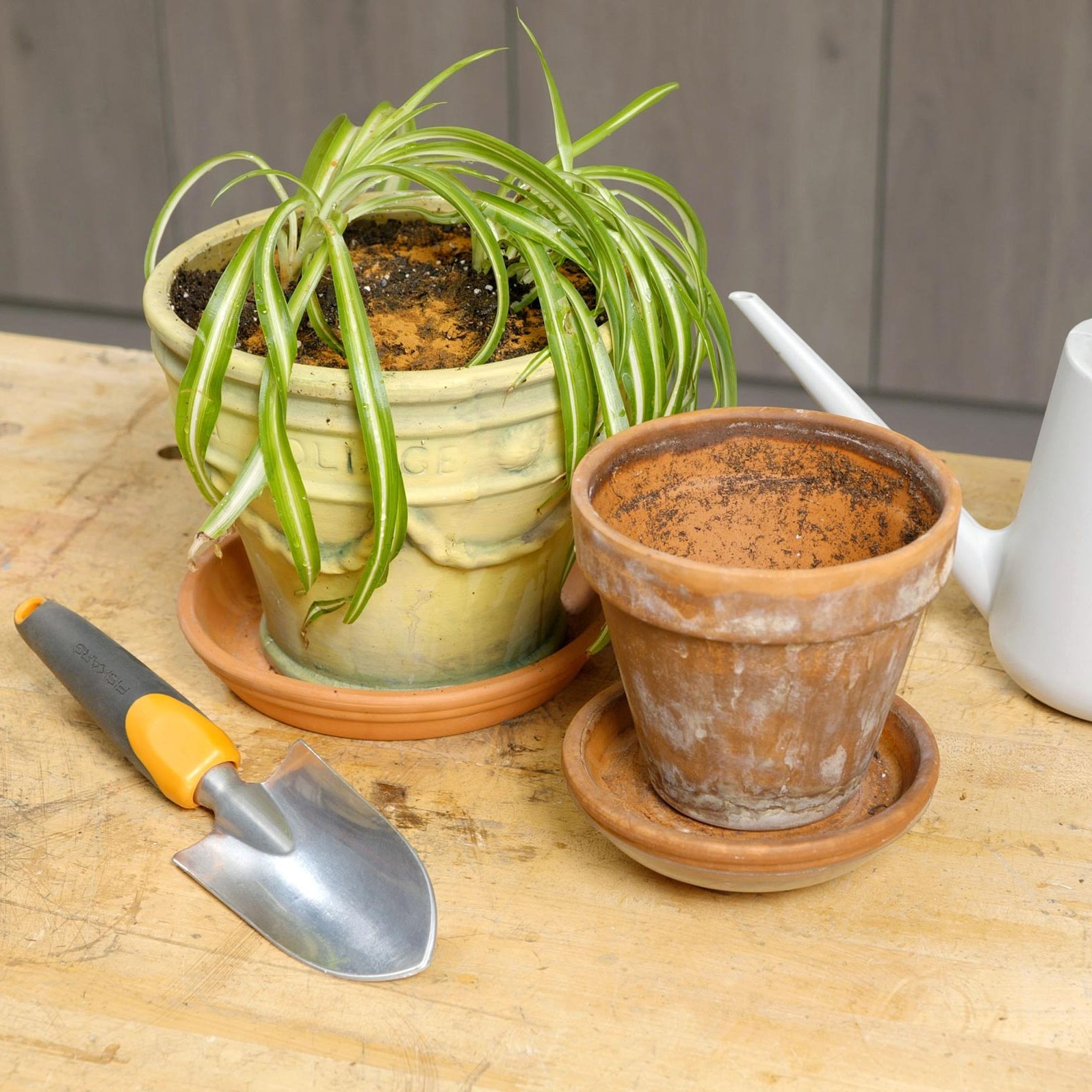 spider plant repotted in a bigger pot with another pot and shovel off to the side