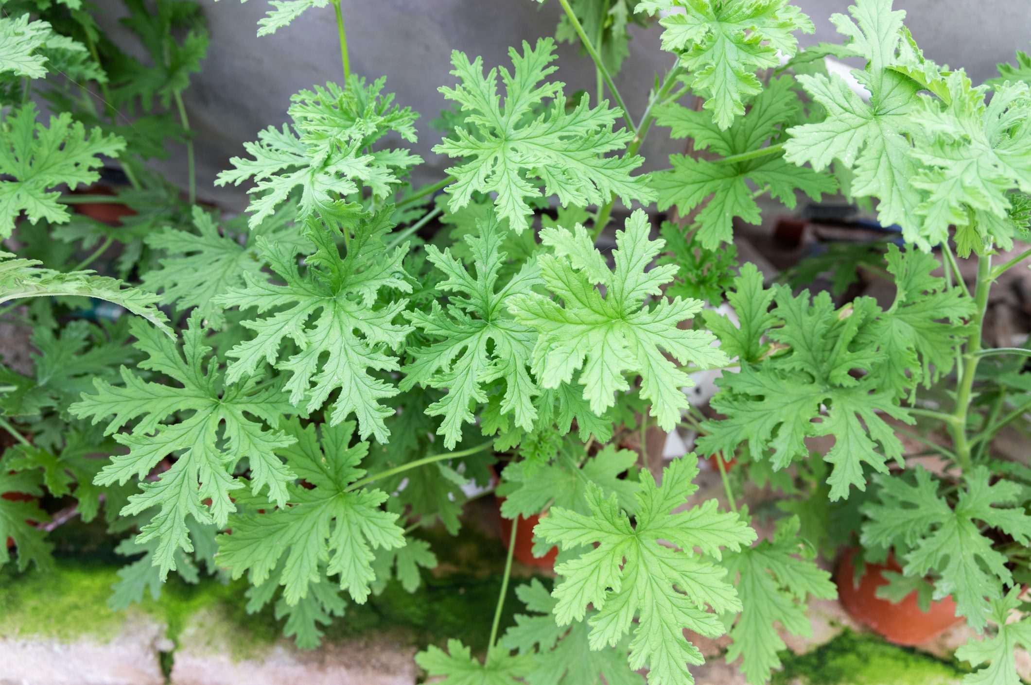 Citronella plant are natural mosquito repellent with it scented nature