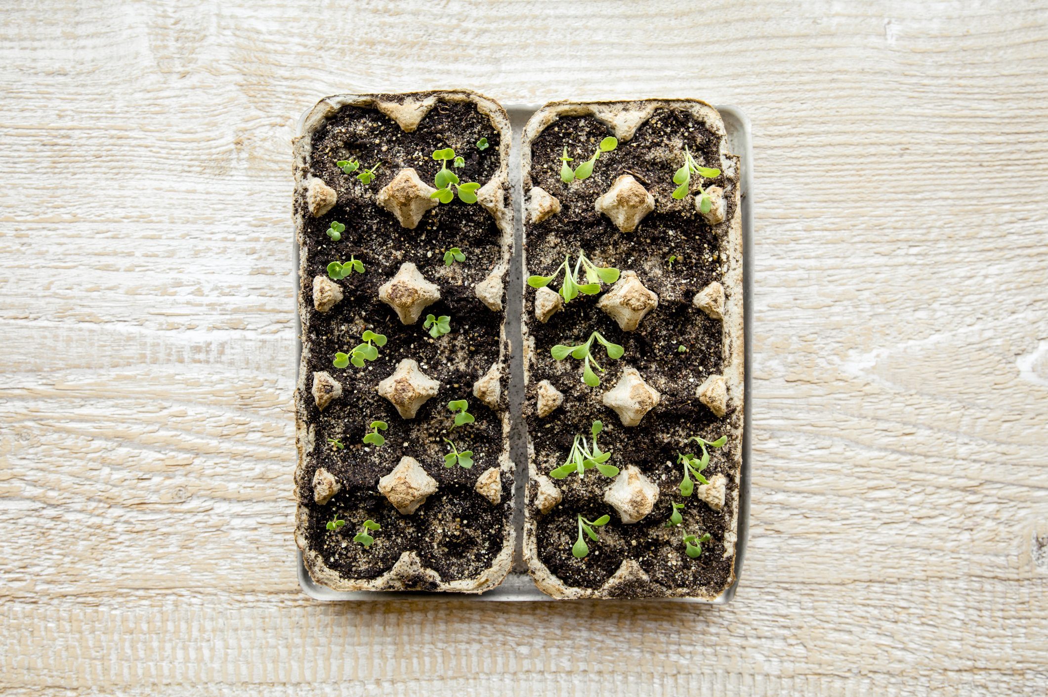 Small plats growing in carton chicken egg box in black soil. Break off the biodegradable paper cup and plant in soil outdoors. Reuse concept.