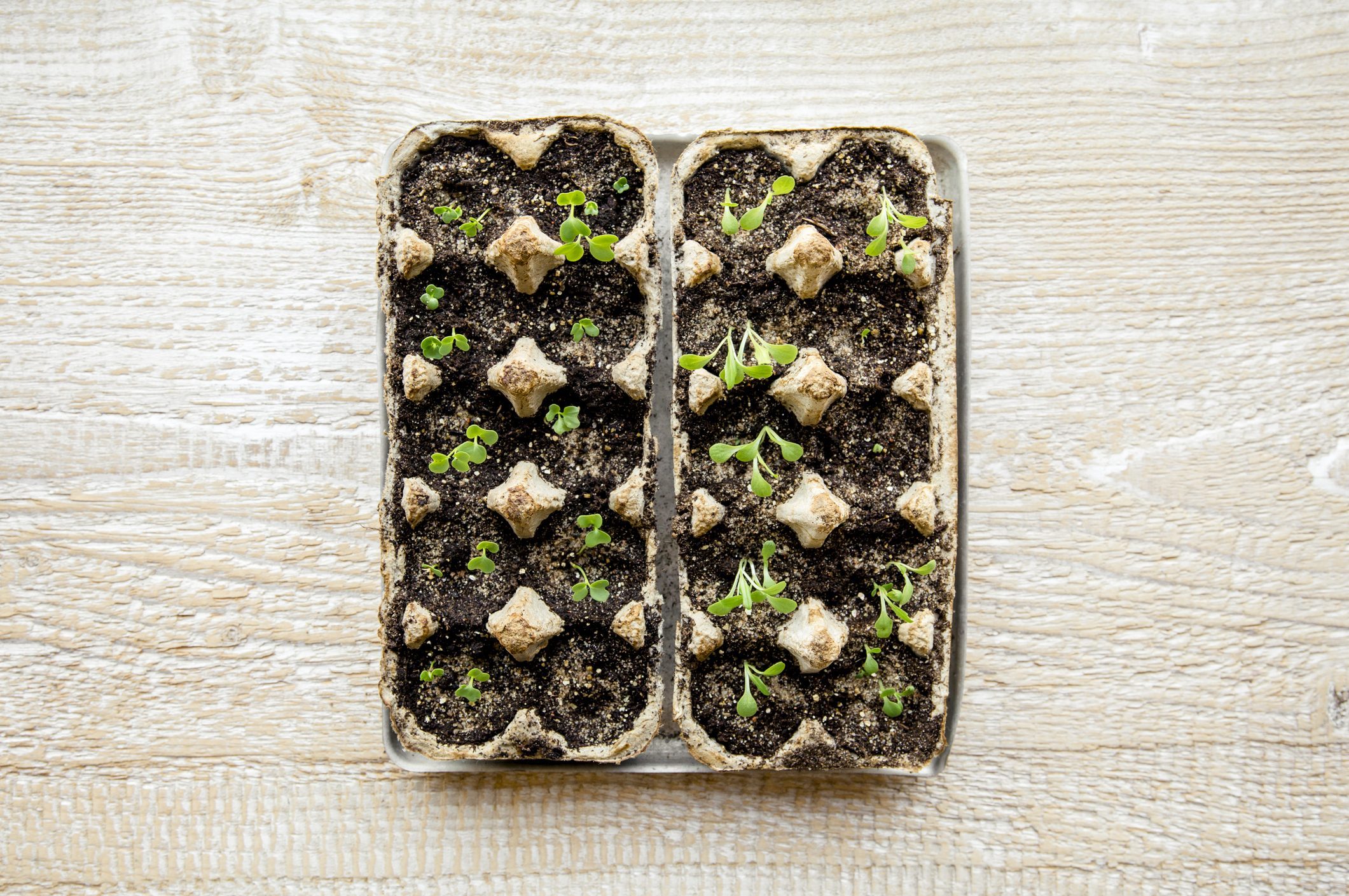 How To Start Seeds Indoors