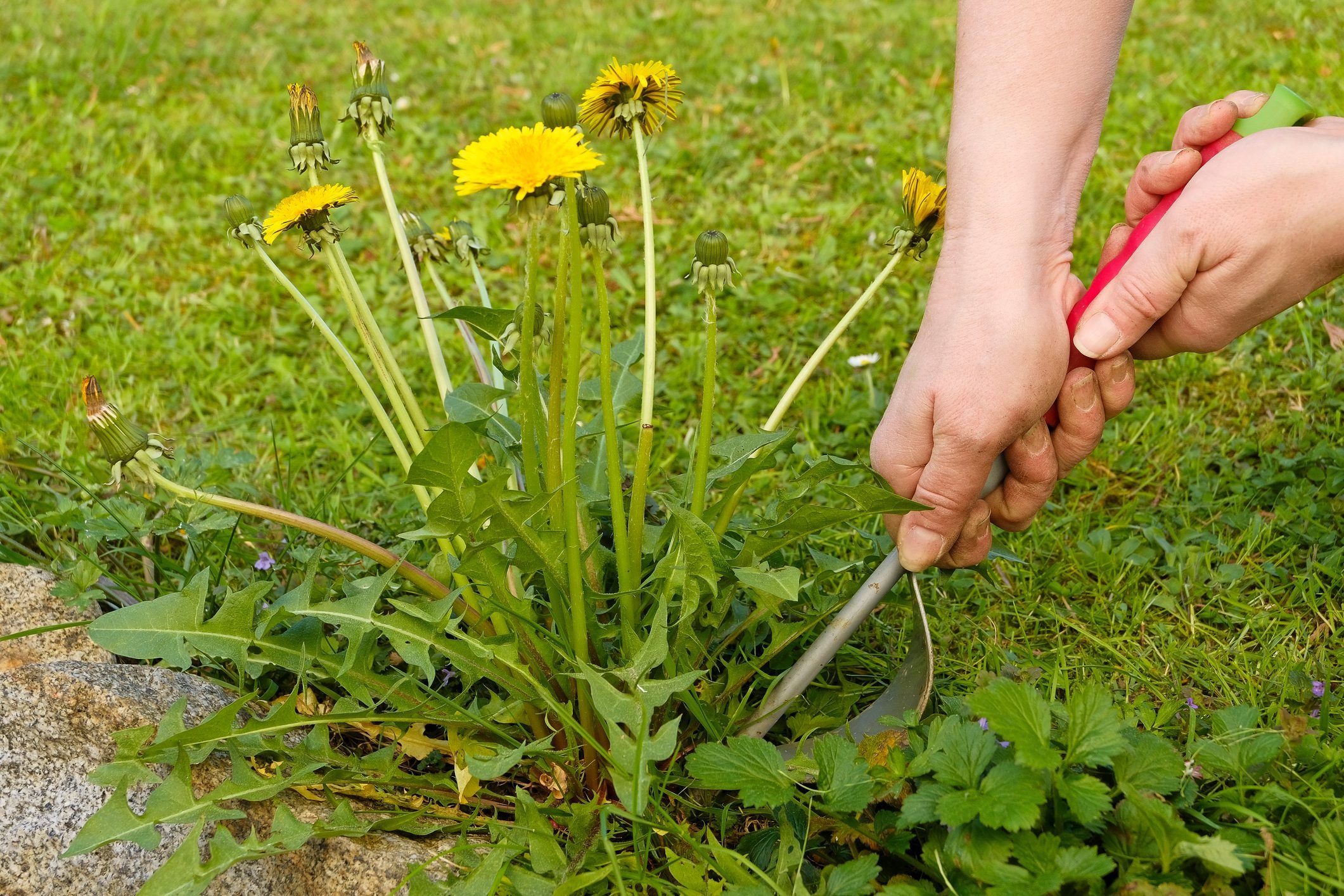 How To Get Rid of Dandelions in Your Lawn