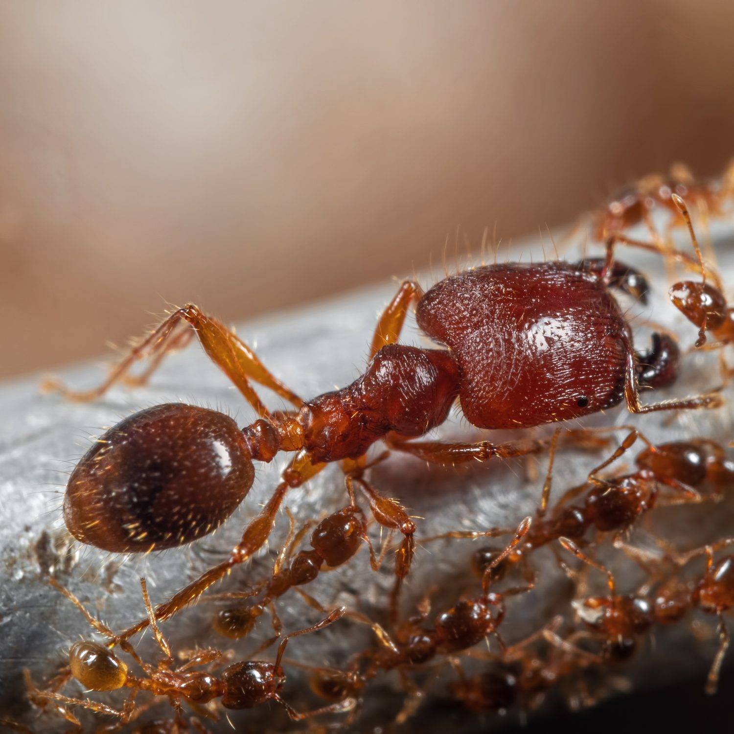 Macro Photo of Soldier Big-Headed Ant with Group of Worker Ants