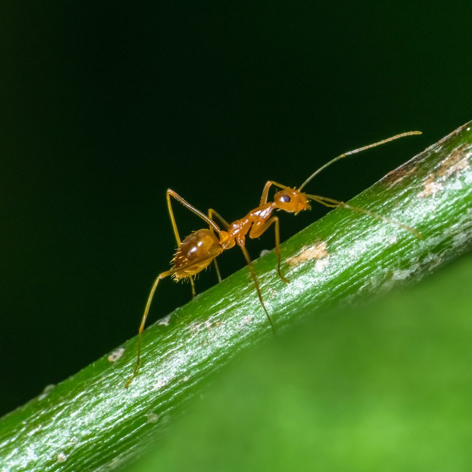 Isolated pharaoh ant walking on a stem .Green background