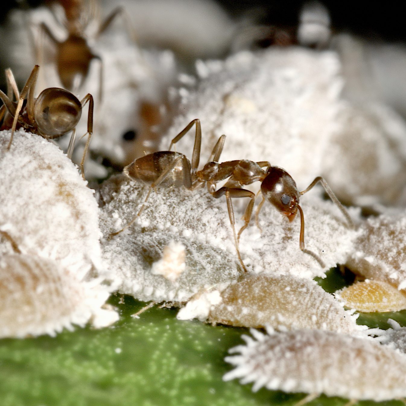Argentine Ants (Linepithema humile) farming Citrus Mealy Bugs (Planococcus citri)