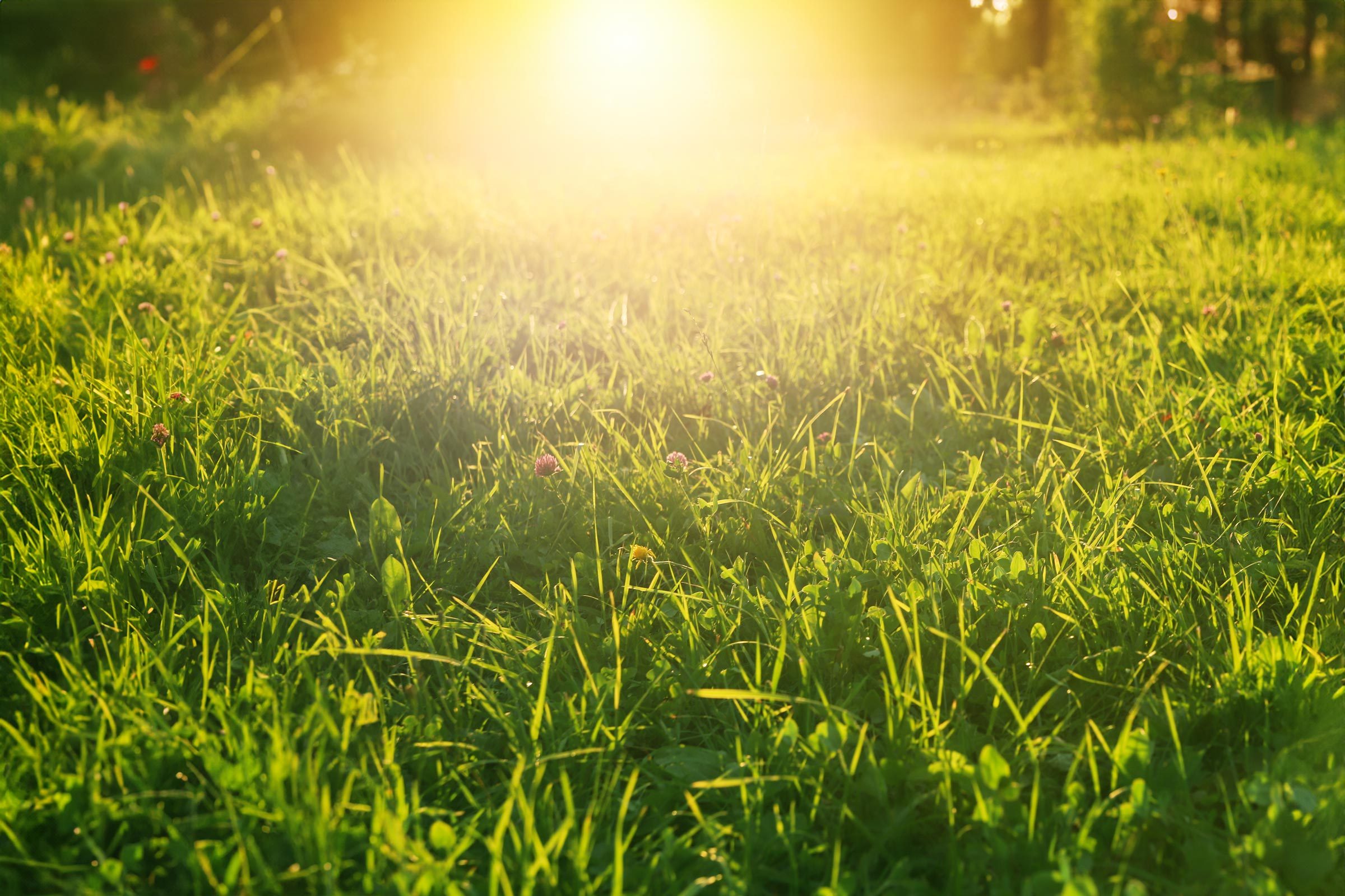8 Ways You Can Help Your Lawn Survive the Heat Wave