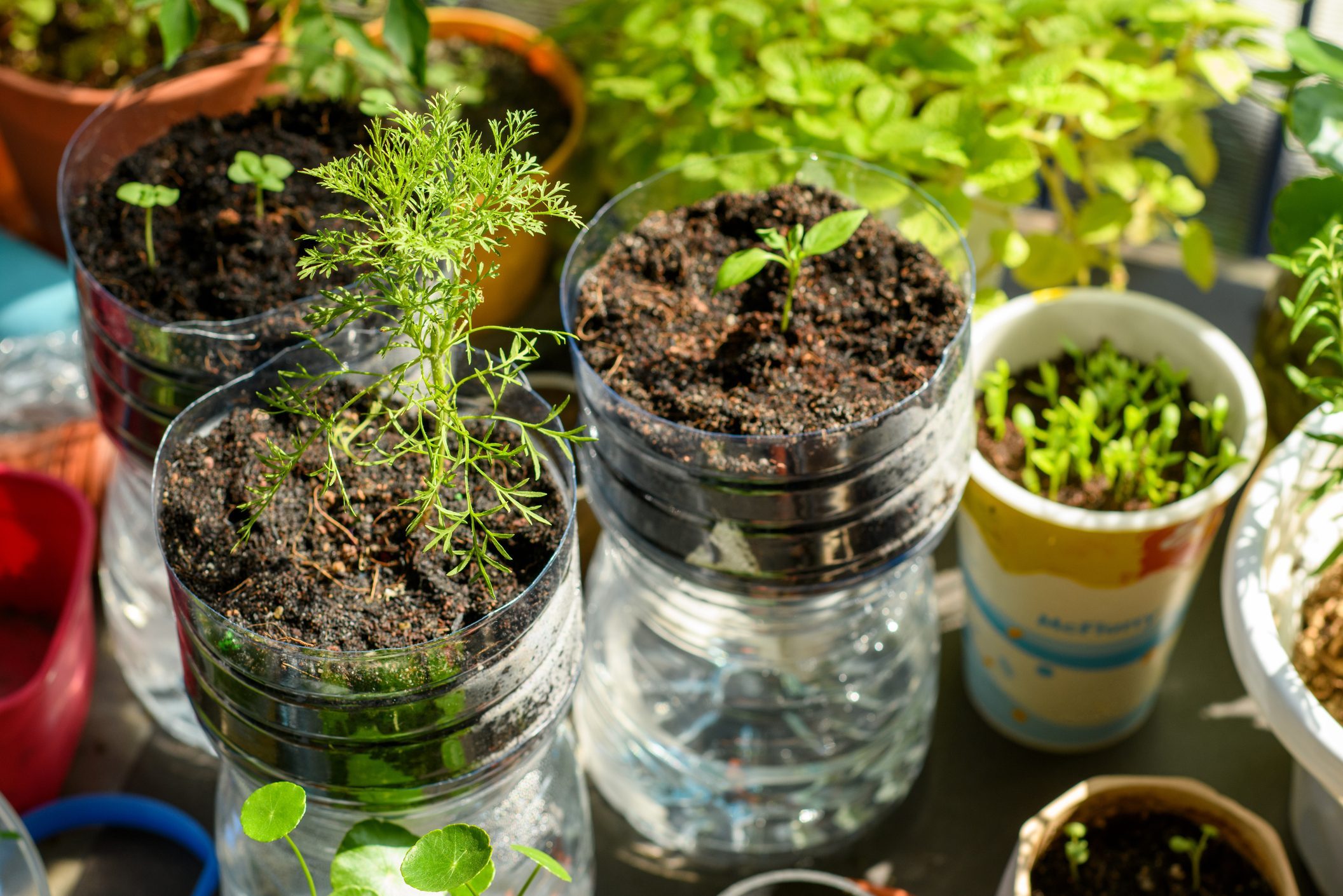 Use old plastic bottles in garden