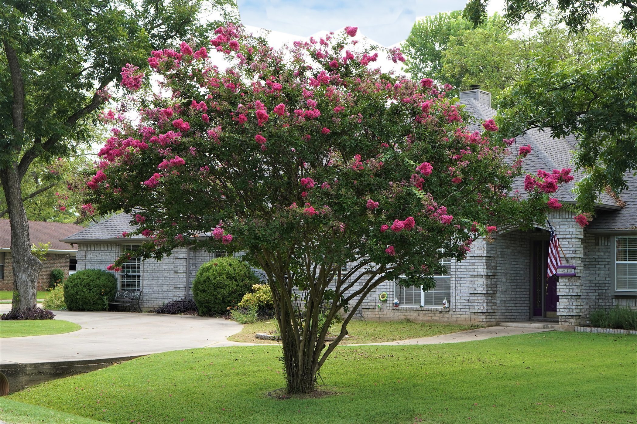 Crepe, or Crape, Myrtle Tree (Lagerstroemia) Blooms in Summer