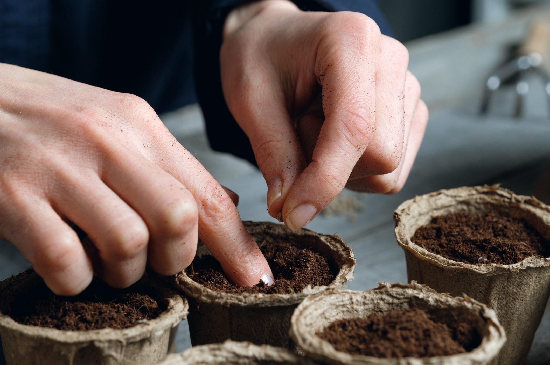 A woman plants a seed in a peat pot filled with soil or black soil. Planting or transplanting flowers, plants or vegetables, on the background of a wooden table. Growing organic farm products. The woman's hands tamp down the earth and puts seeds in it.