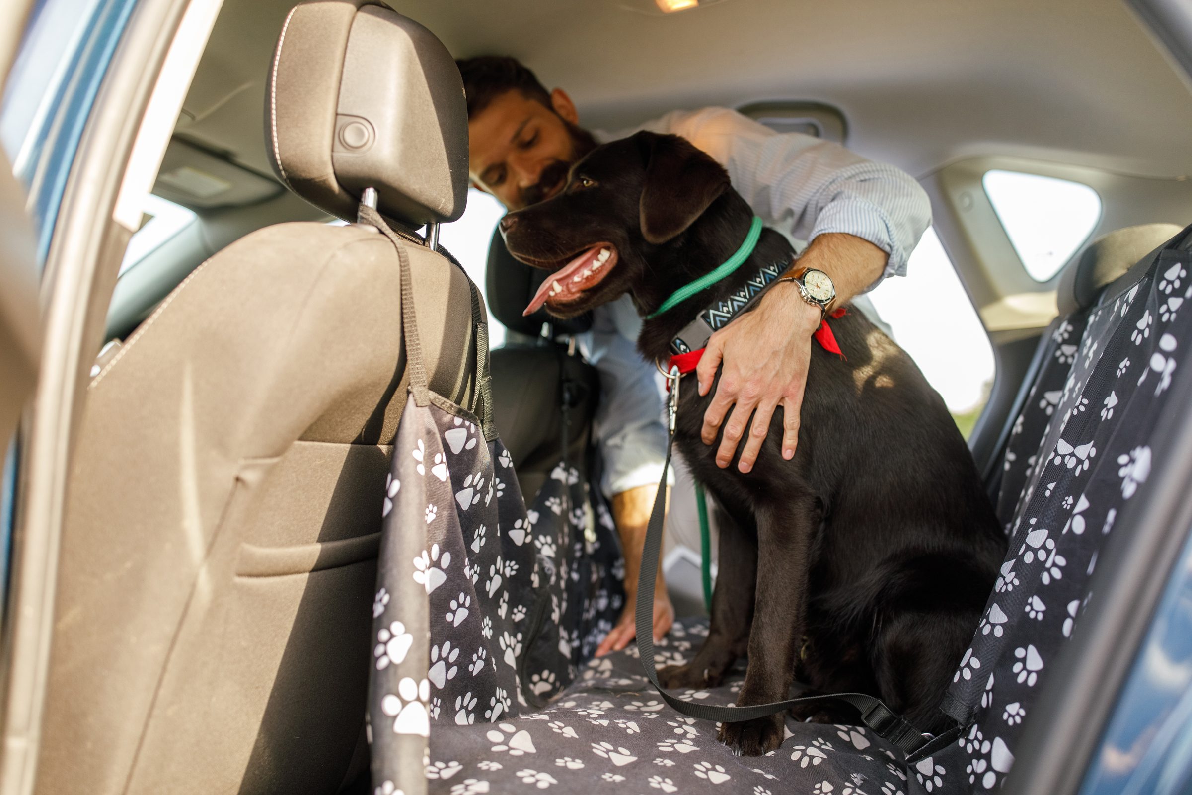 8 Best Car Dog Barriers