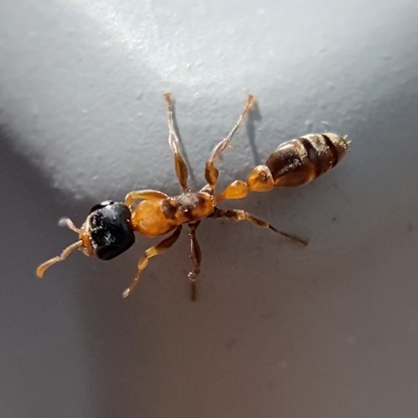 one graceful twig ant worker (pseudomyrmex gracilis) found on the island of maui, hawai'i.