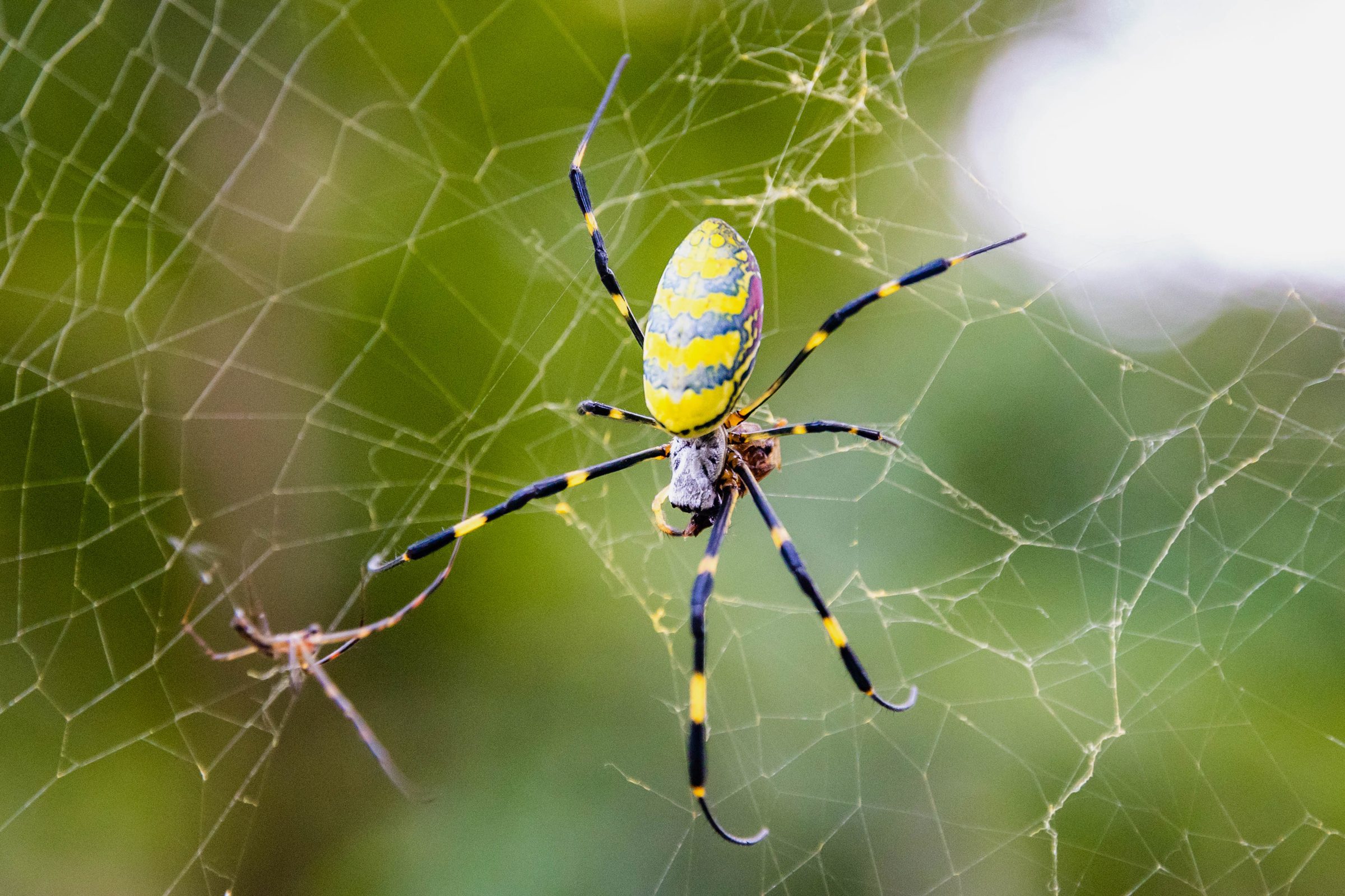 Flying Joro Spiders Heading for the East Coast — Everything to Know