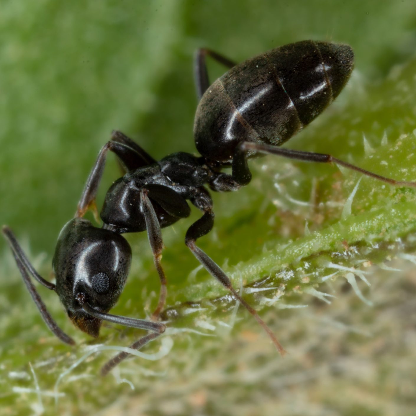 Closeup of an Tapinoma sessile ant walking on green grass