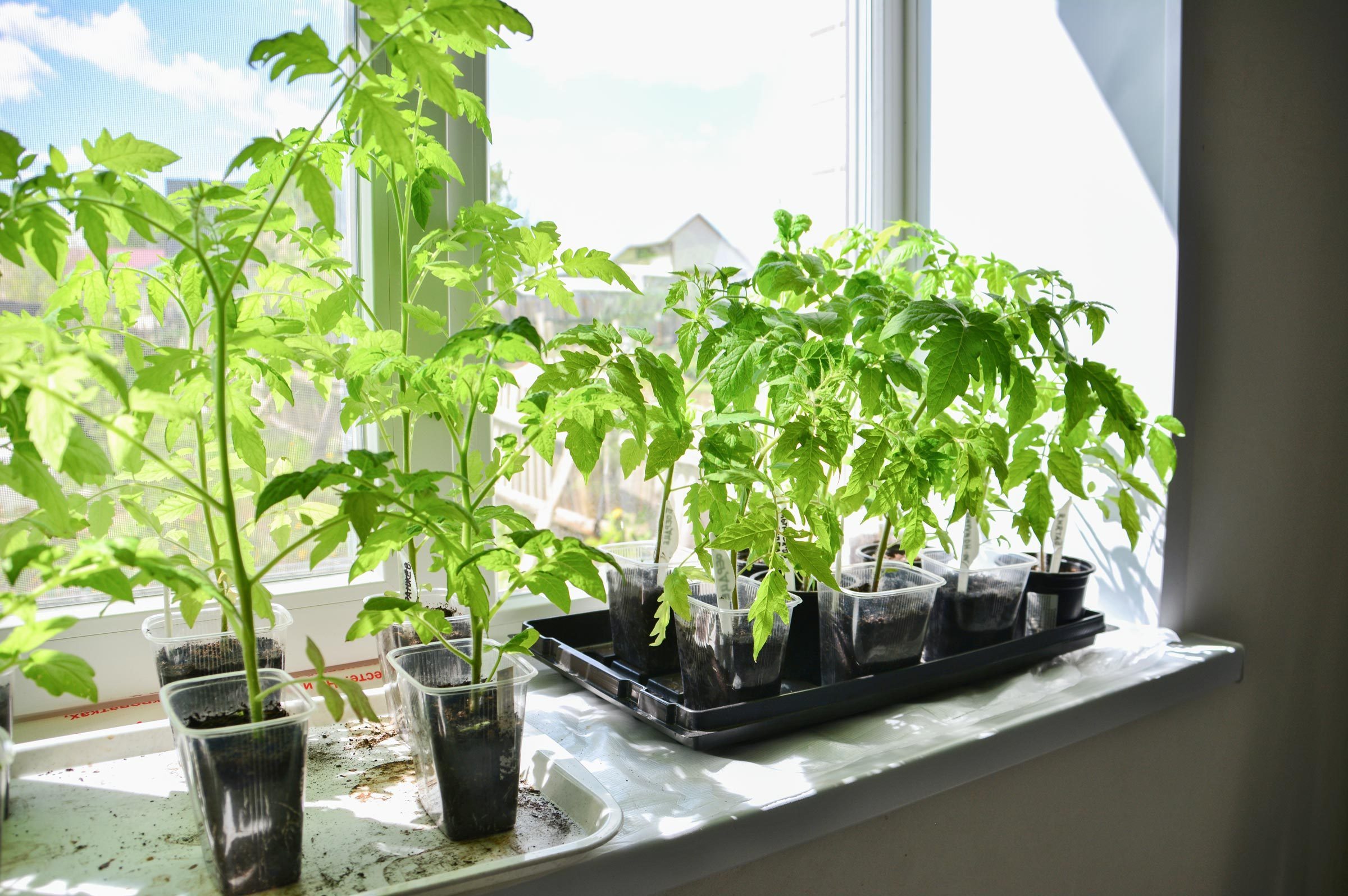 Tomato Seeds Growing