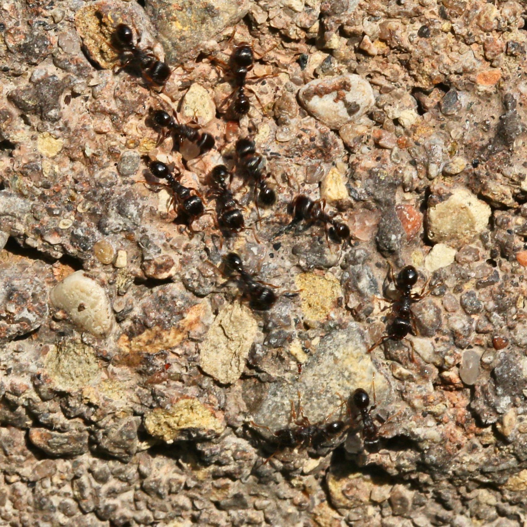 Immigrant Pavement Ants