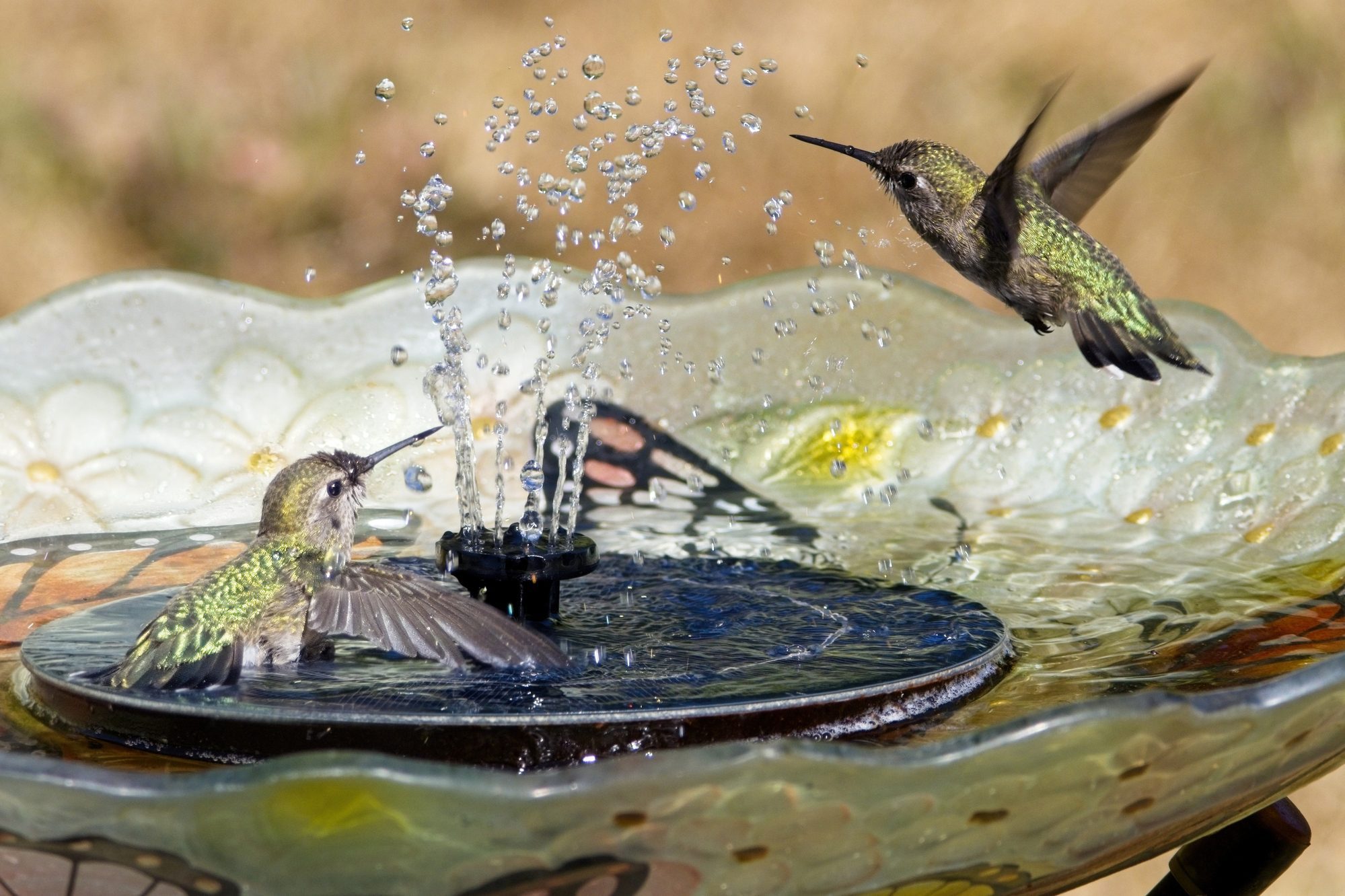 How To Attract Hummingbirds to Your Birdbath