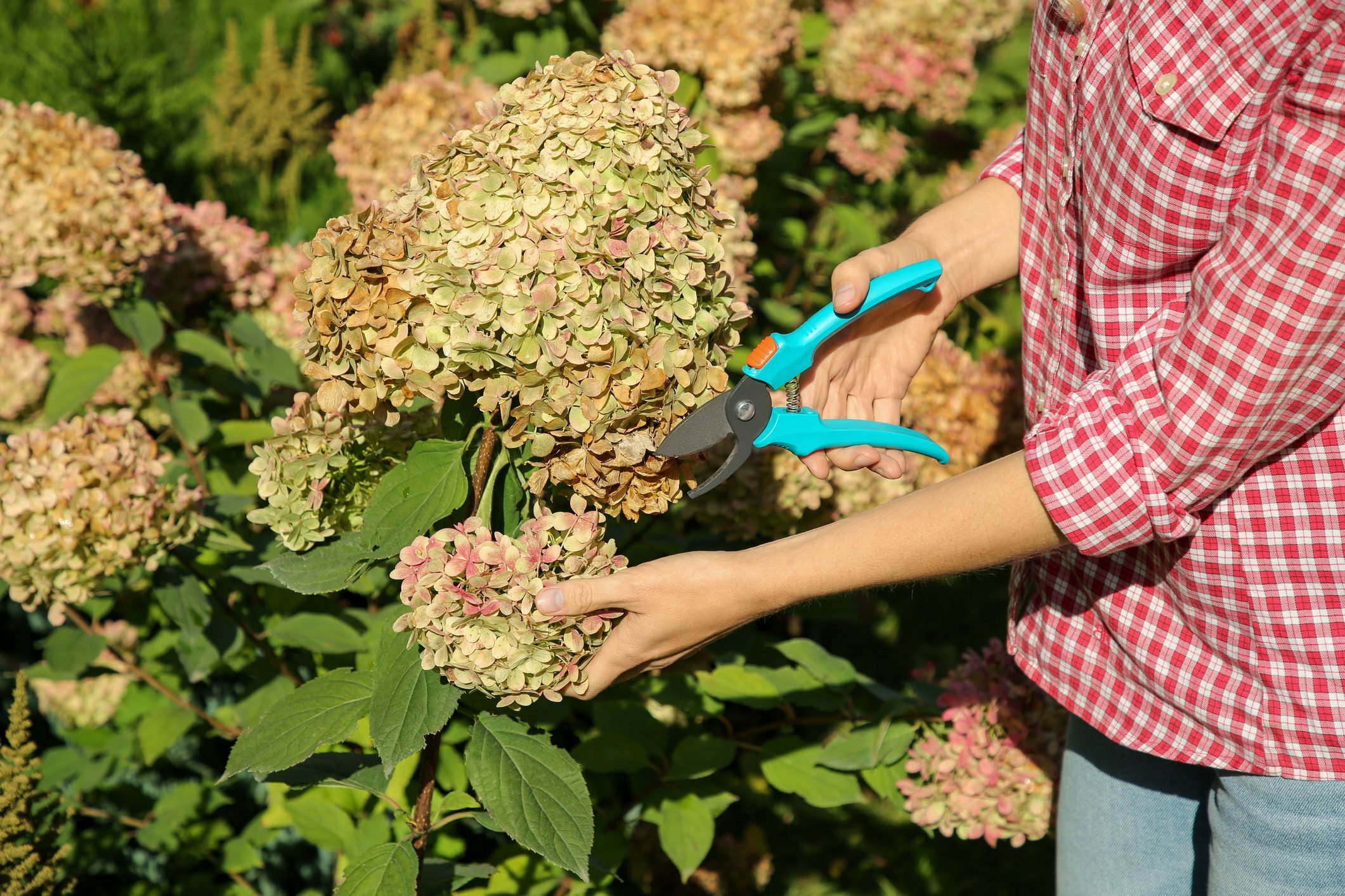 How to Prune Hydrangeas