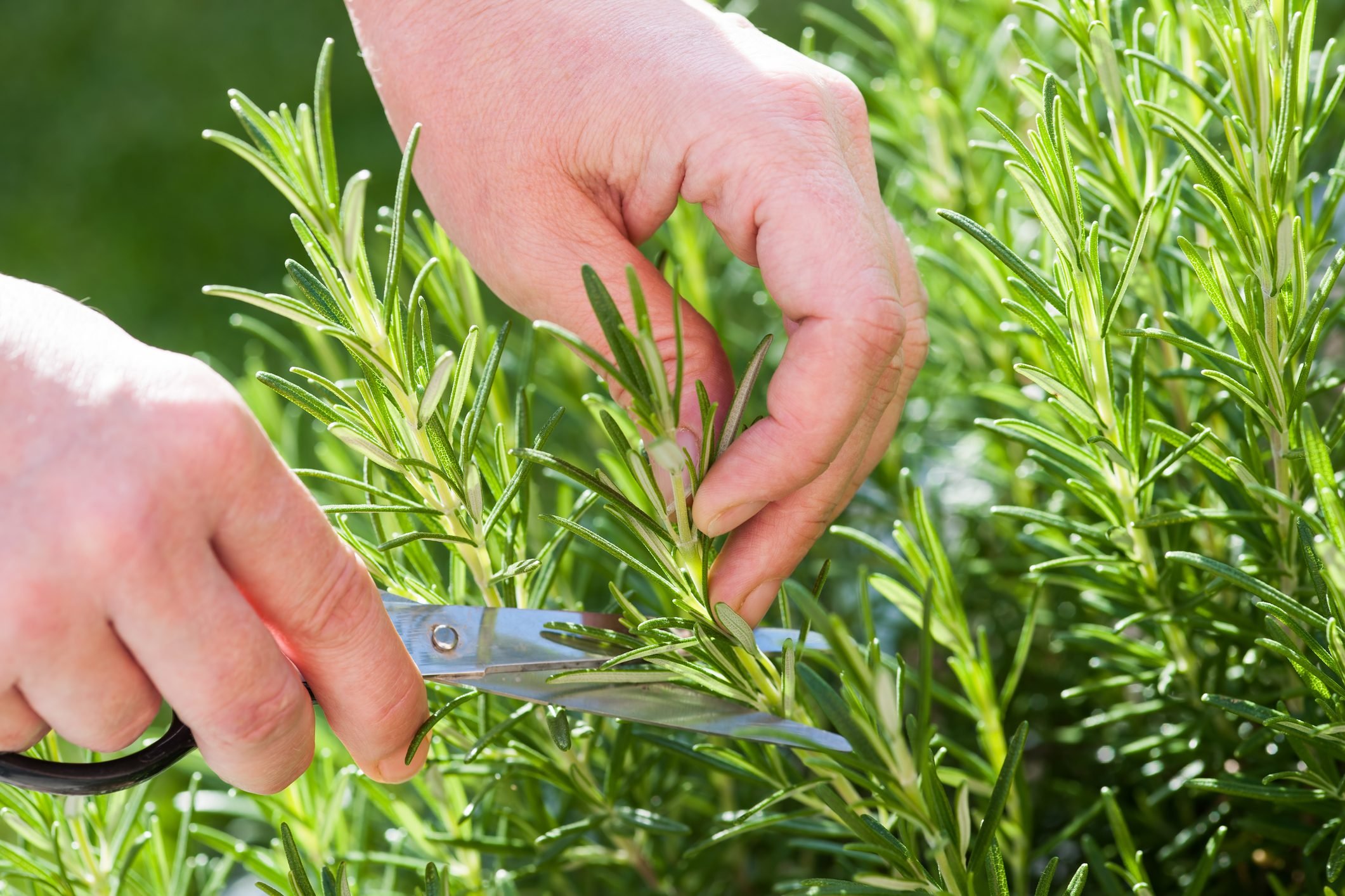 How to Prune Rosemary