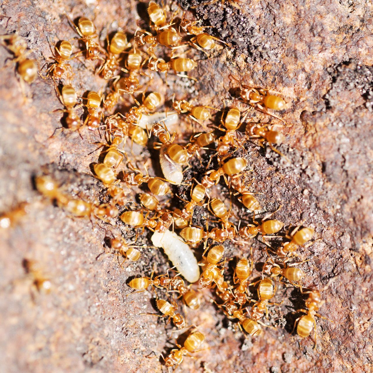 Thief Ants with Larvae - Solenopsis Molesta