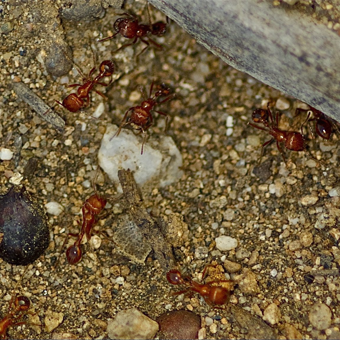 Harvester Ants