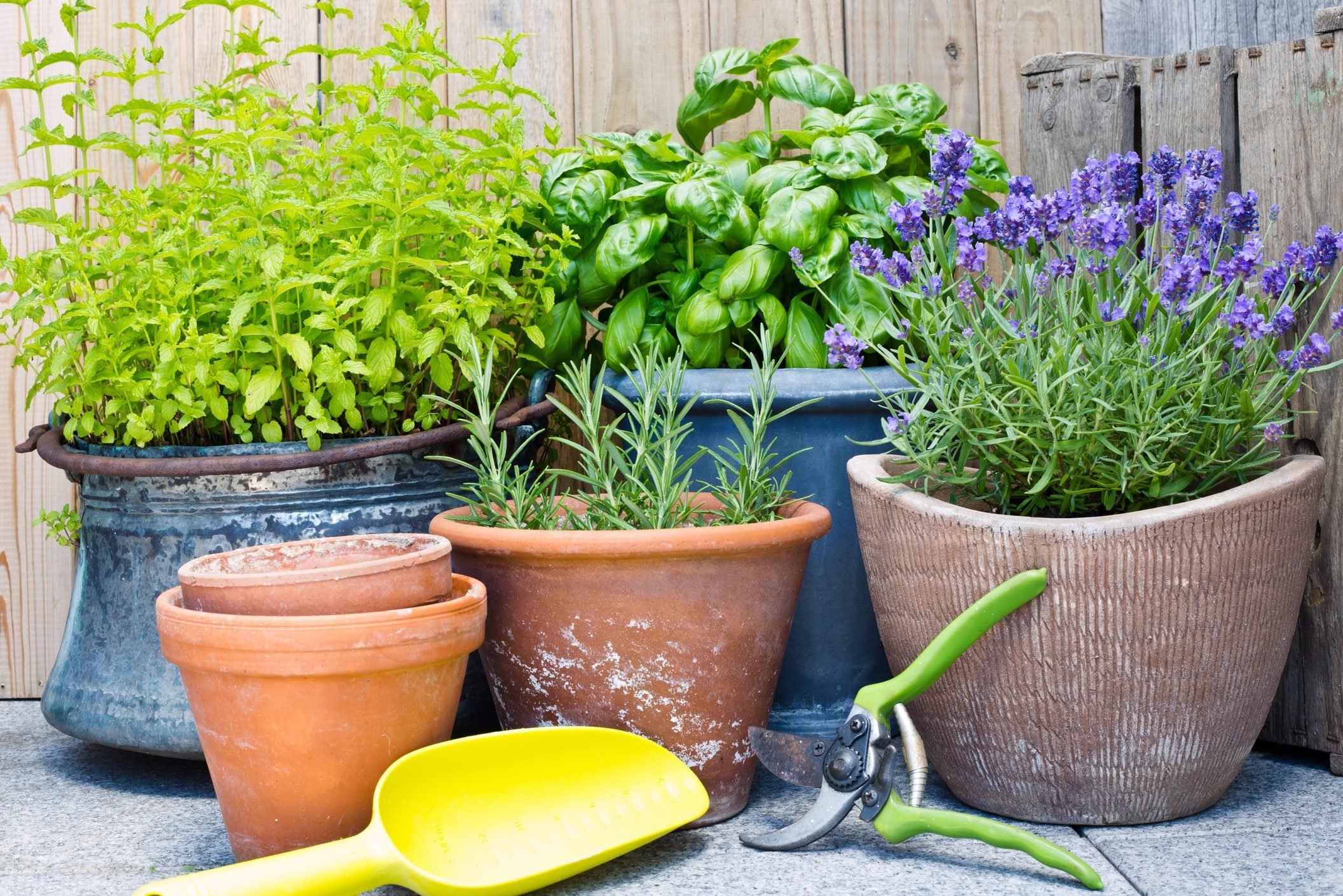 14 Plants That Repel Mosquitoes