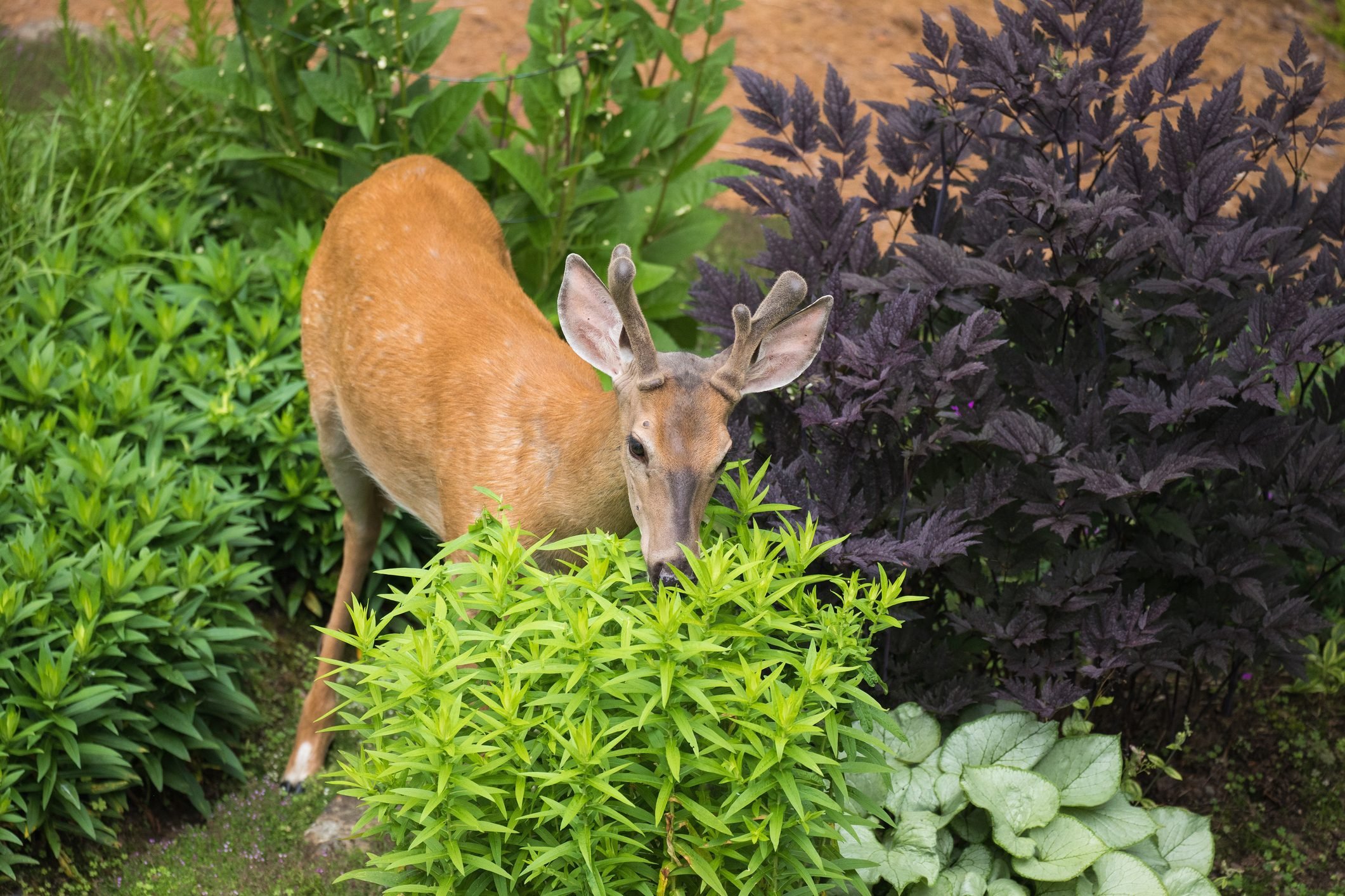 How To Safely Deter Animals That Steal From Your Garden