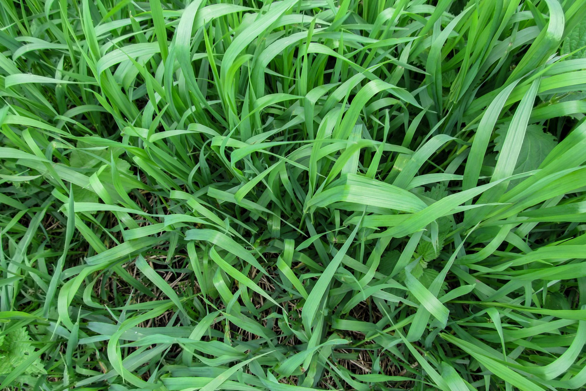 Herbaceous background of juicy high green couch grass close-up