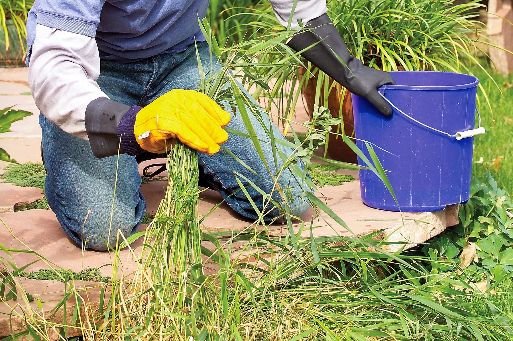 How To Get Rid Of Weeds In Your Lawn Fh05apr 457 53 039 Ksedit