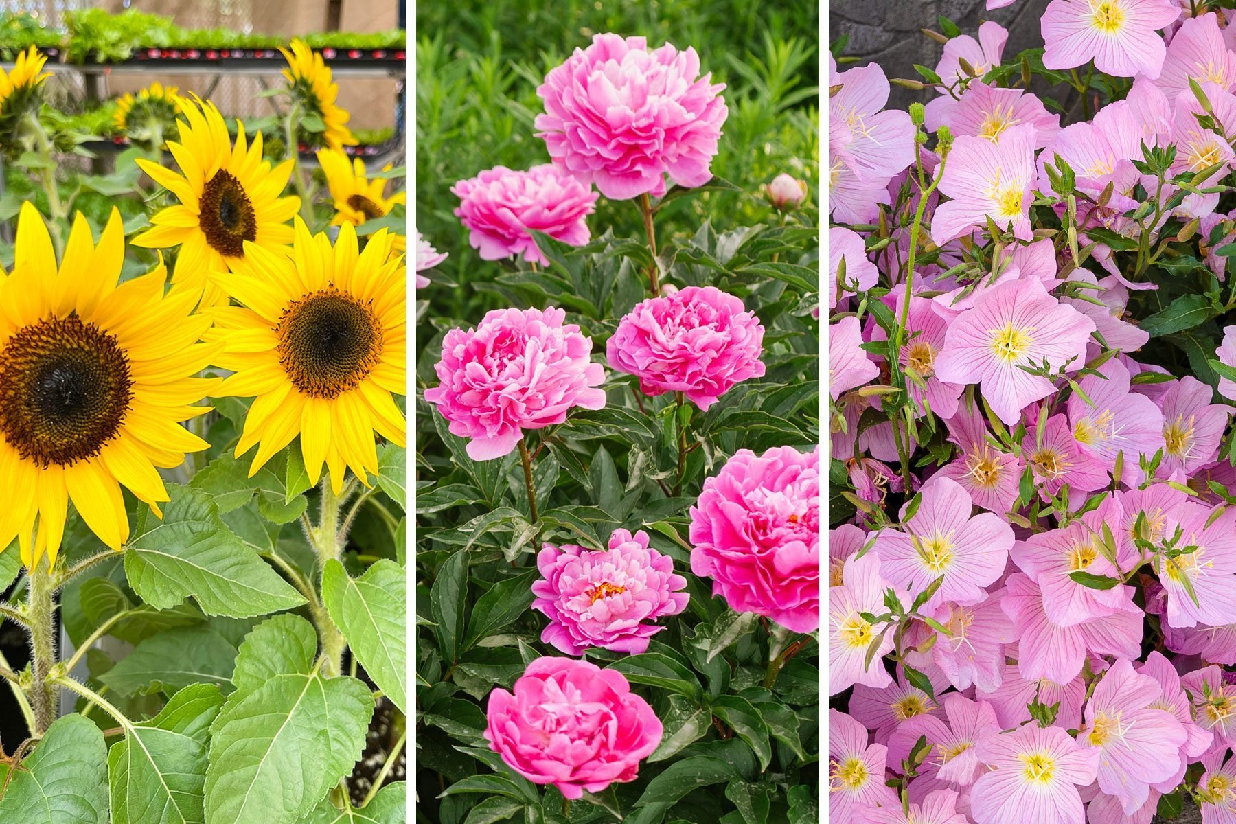 What Is The Difference Between Annuals Perennials And Biennials