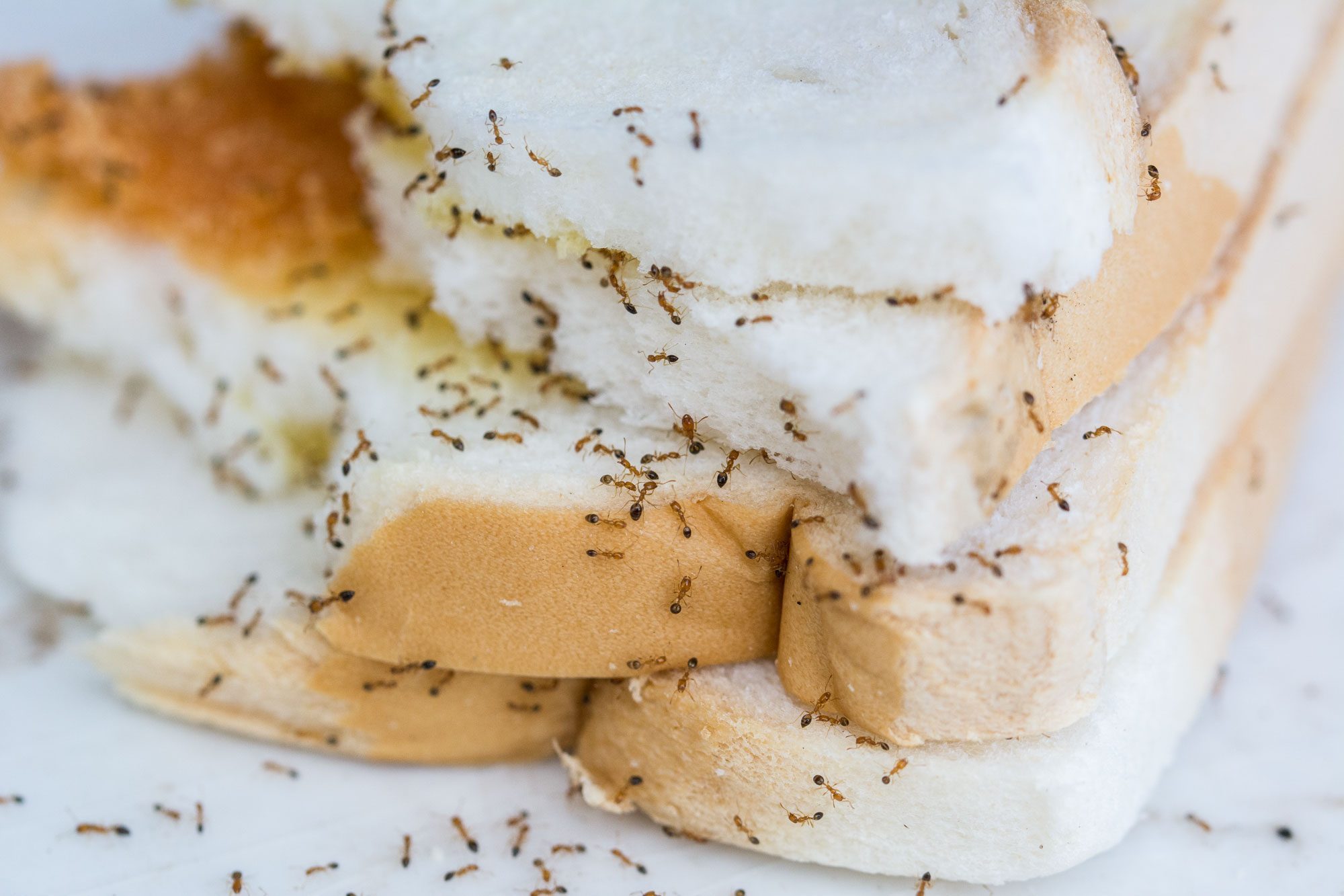 Ants Are Eating Bread