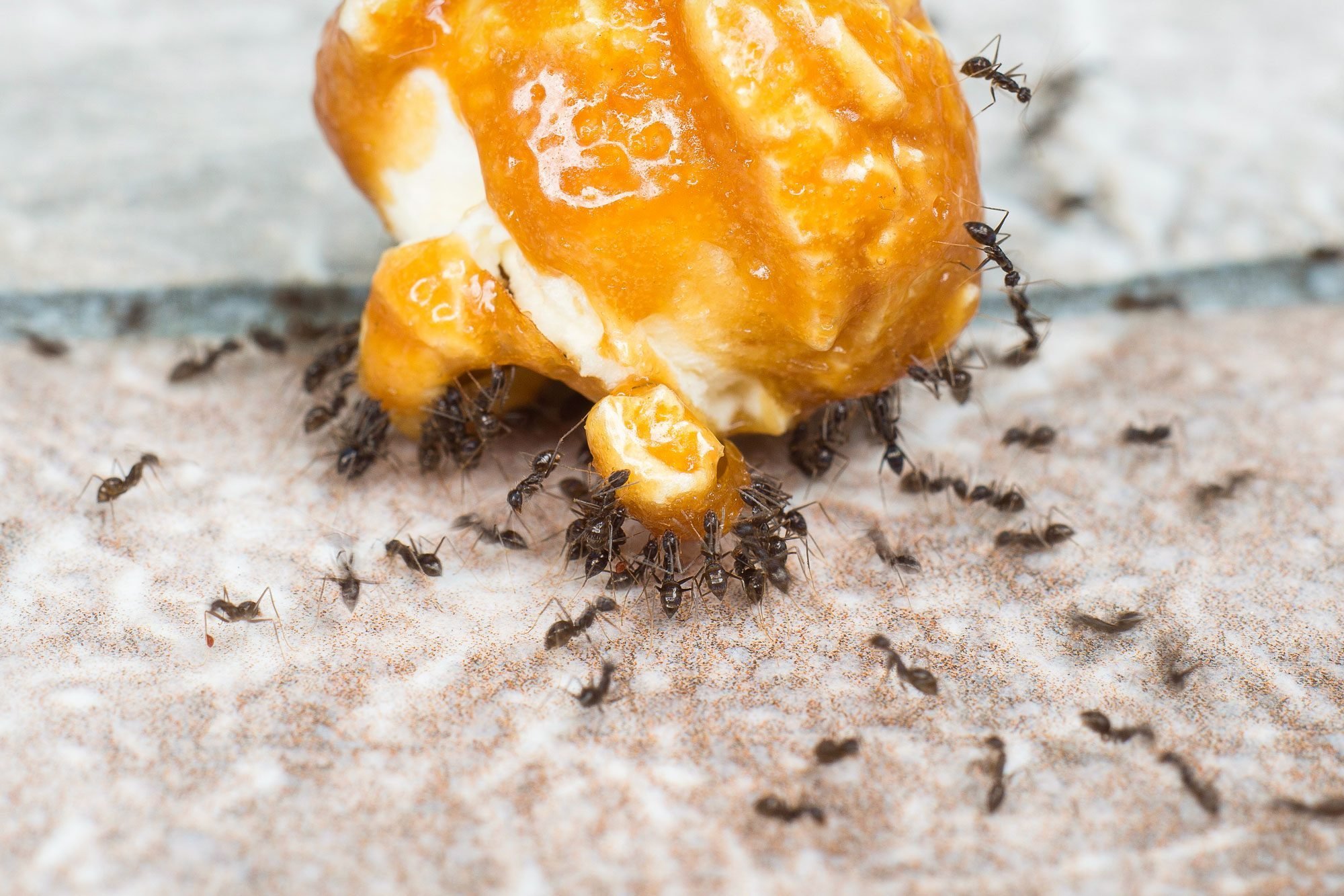 Ants Eating Sugar From Popcorn Caramel