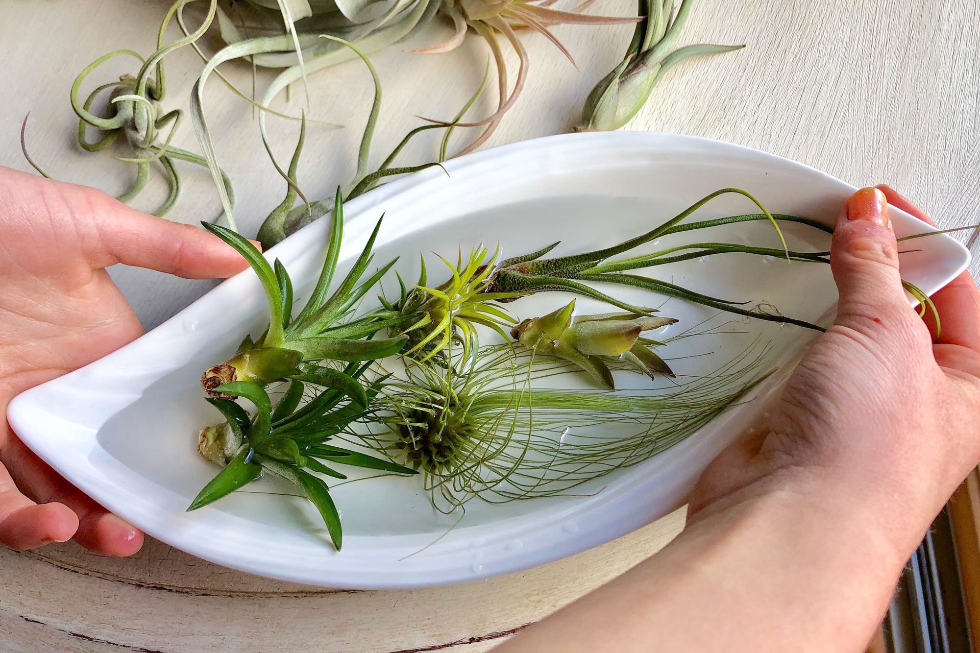 Bathing Air Plants In A Bowl