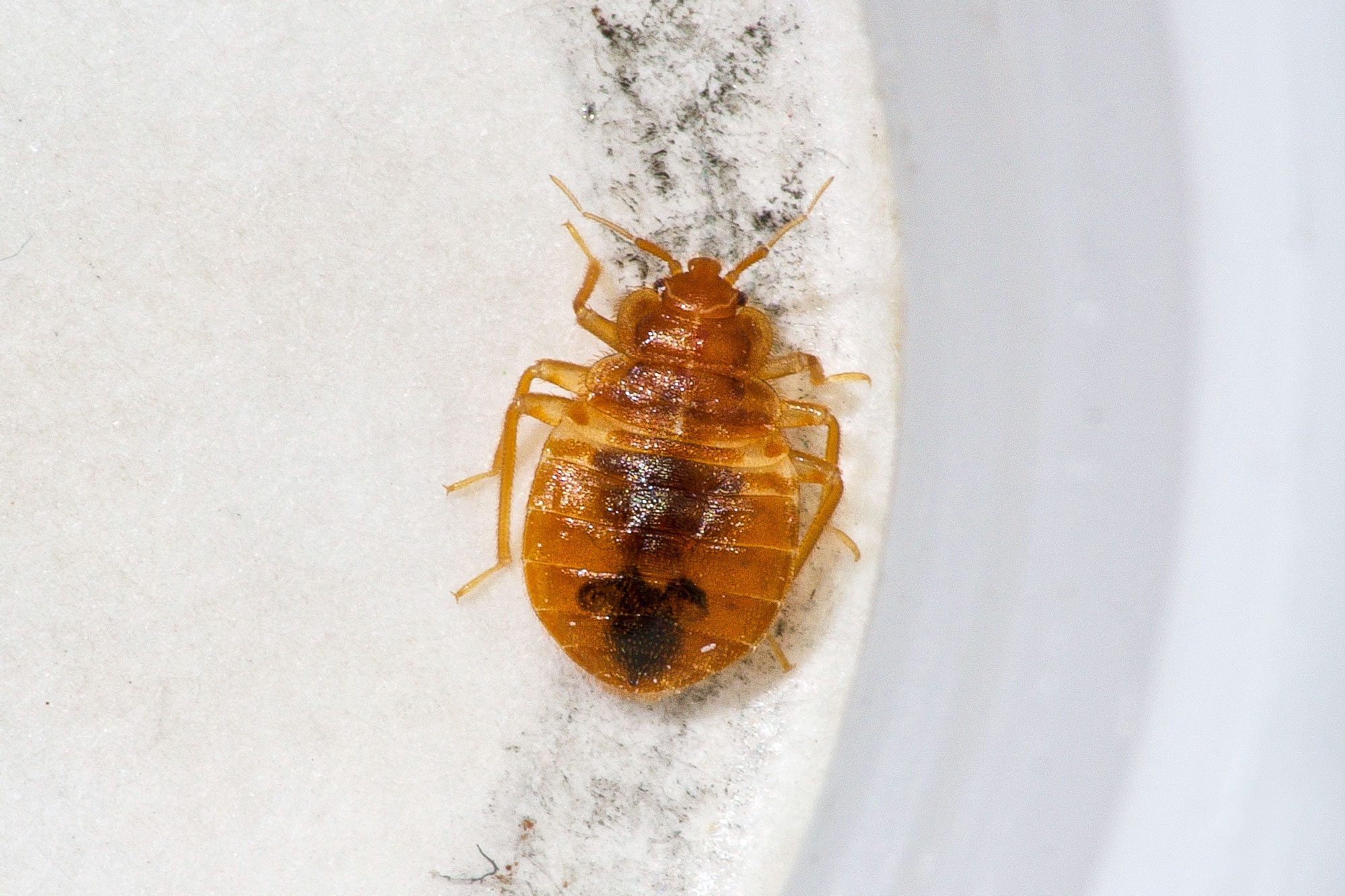 What Causes Bed Bugs?