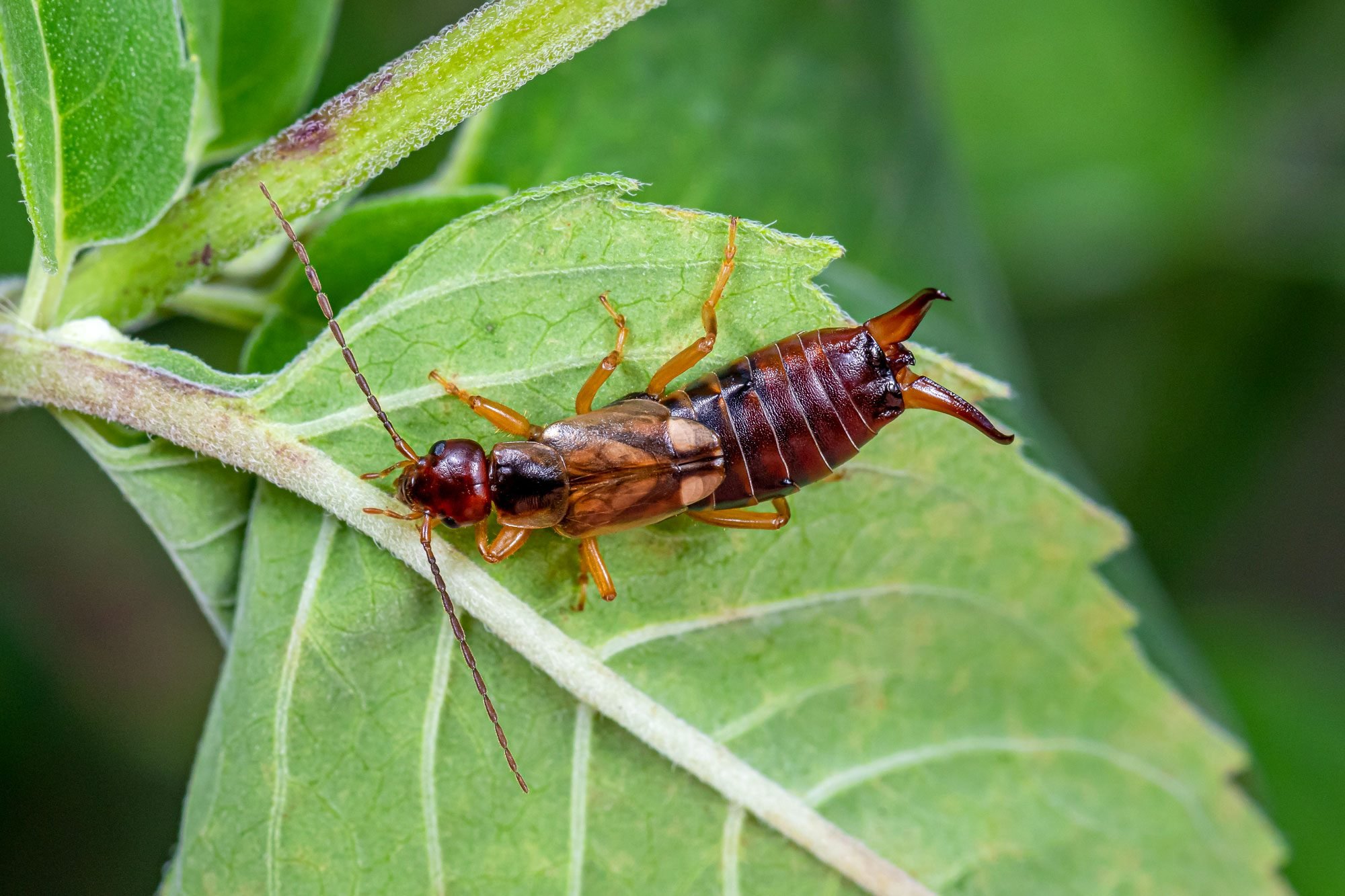 How To Get Rid of Earwigs in the Home and Yard