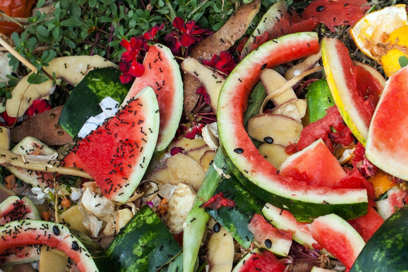 Composting pile of rotting kitchen scraps with ants all over