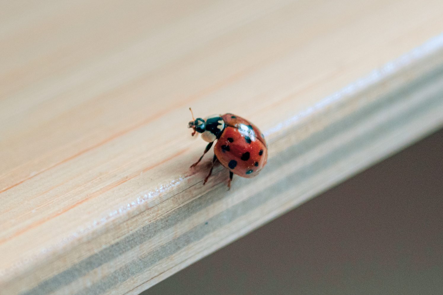 Ladybug on a shelf