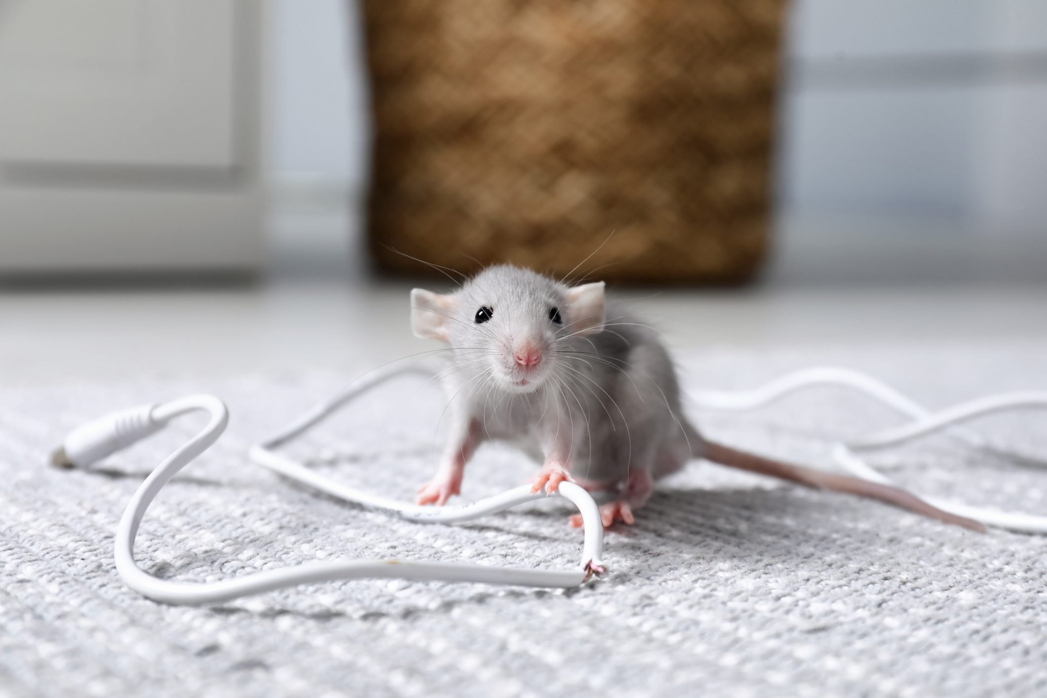 Why Do Mice Chew Through Electrical Wires?