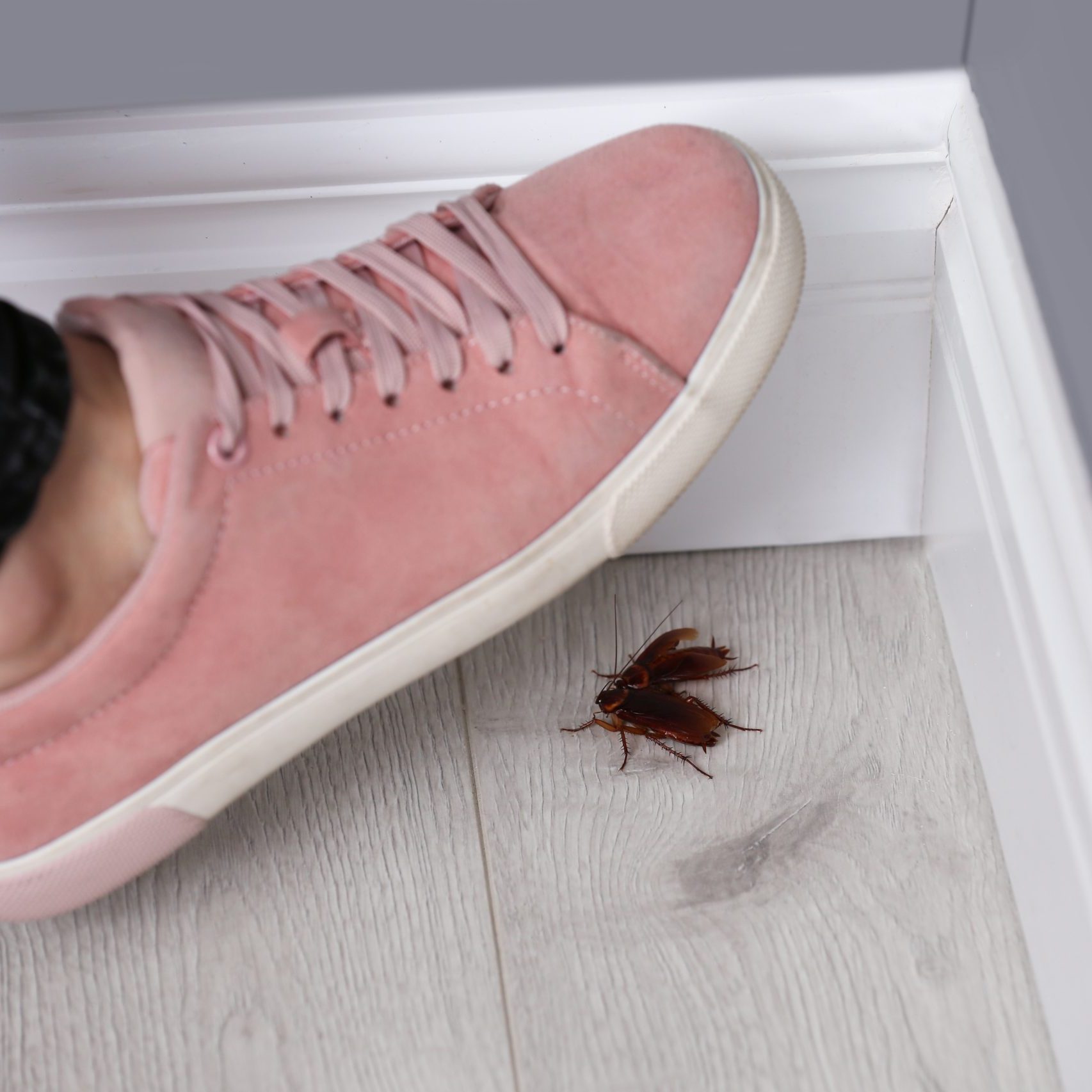 Woman crushing cockroaches with feet, closeup. Pest control