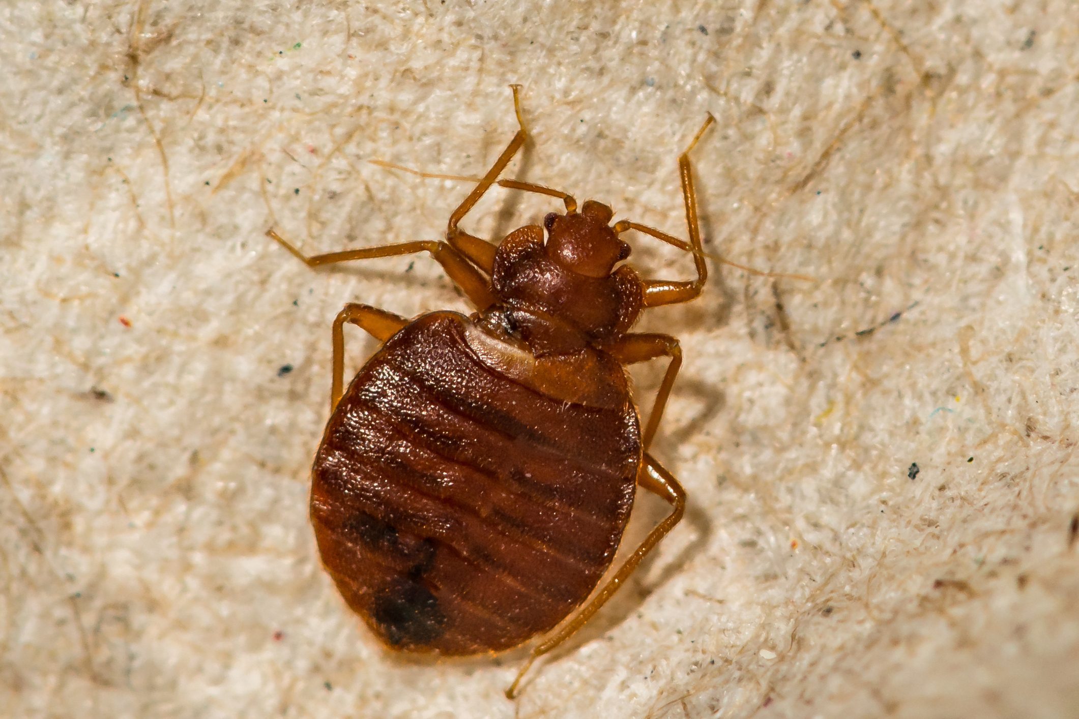 How to Get Rid of Bed Bugs: A DIY Guide