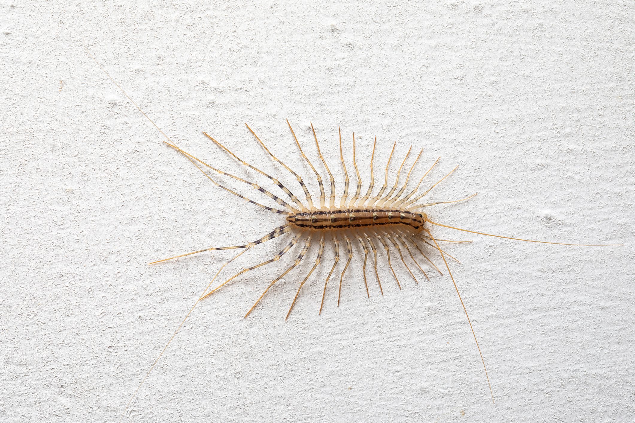 How to Get Rid of House Centipedes, and Why You Shouldn't Kill Them