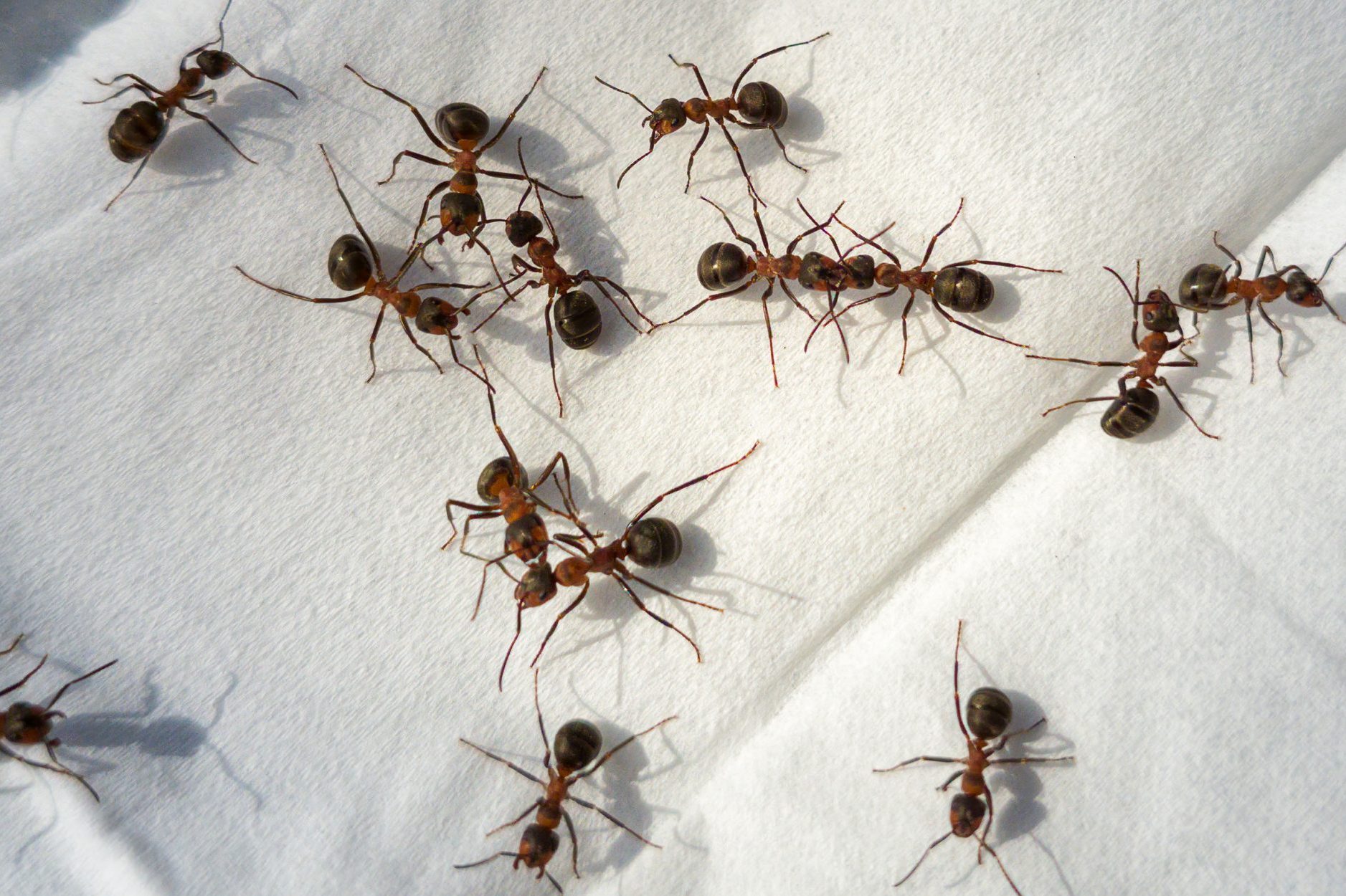 Ants walking on table cloth