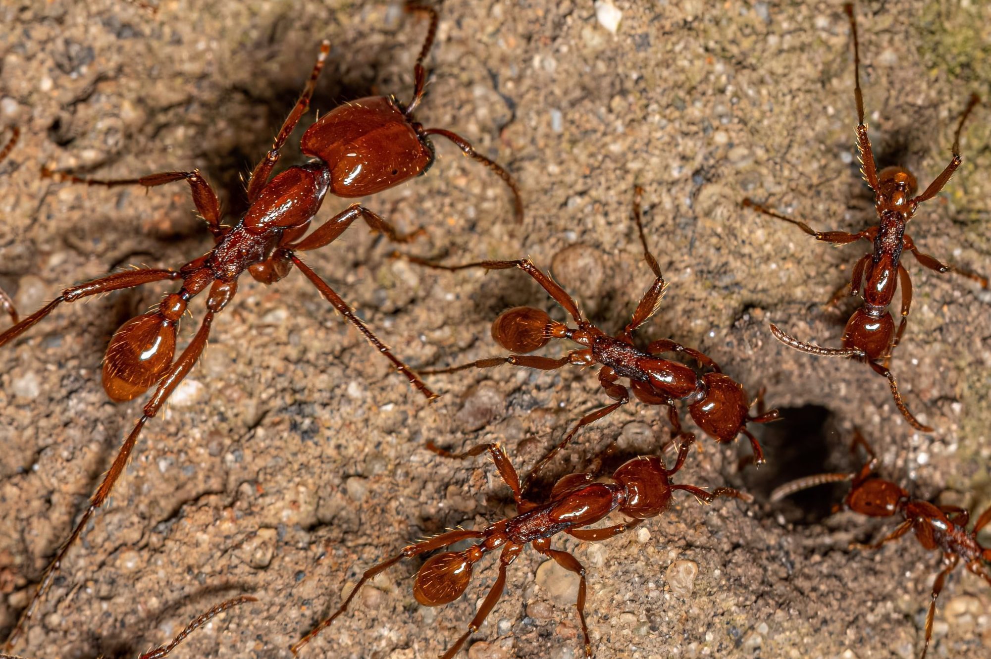 Adult Female Neivamyrmex Army Ants